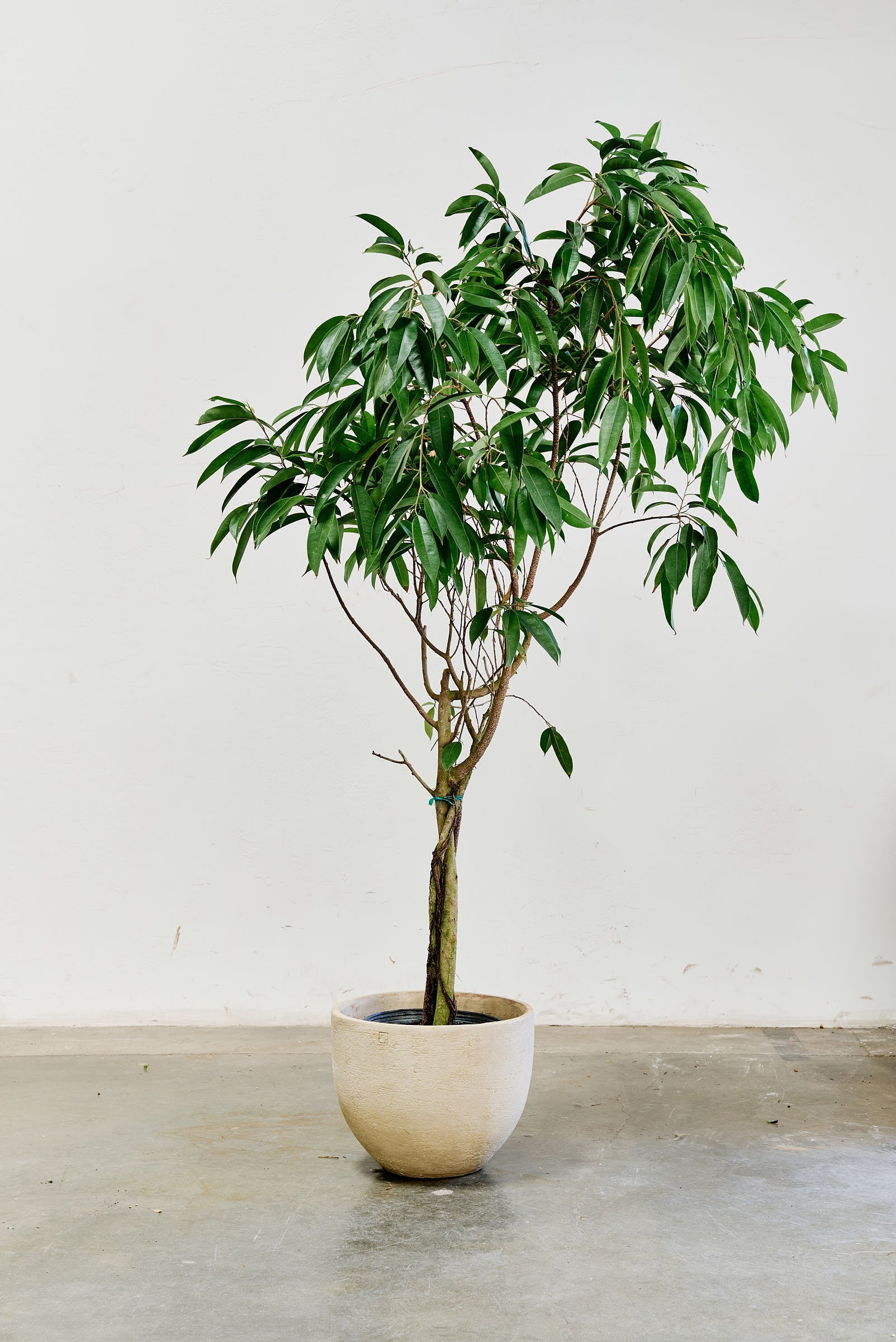ficus-alii-007-2