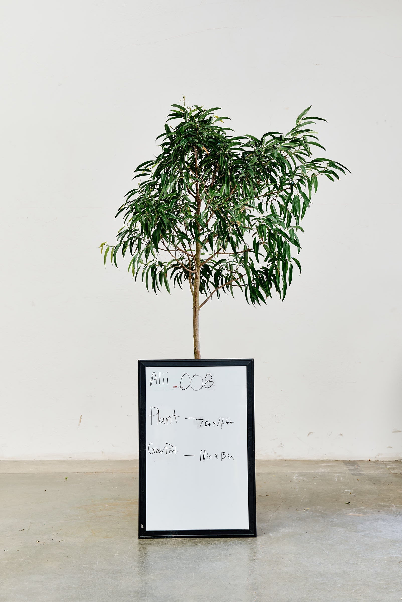 ficus-alii-008-1