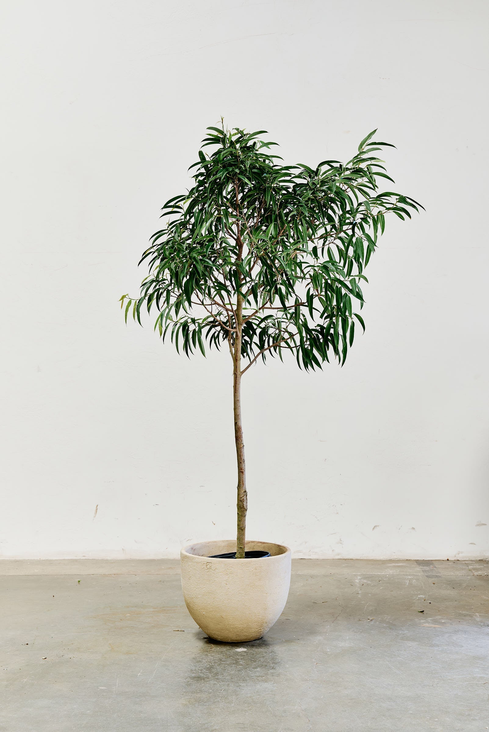 ficus-alii-008-2