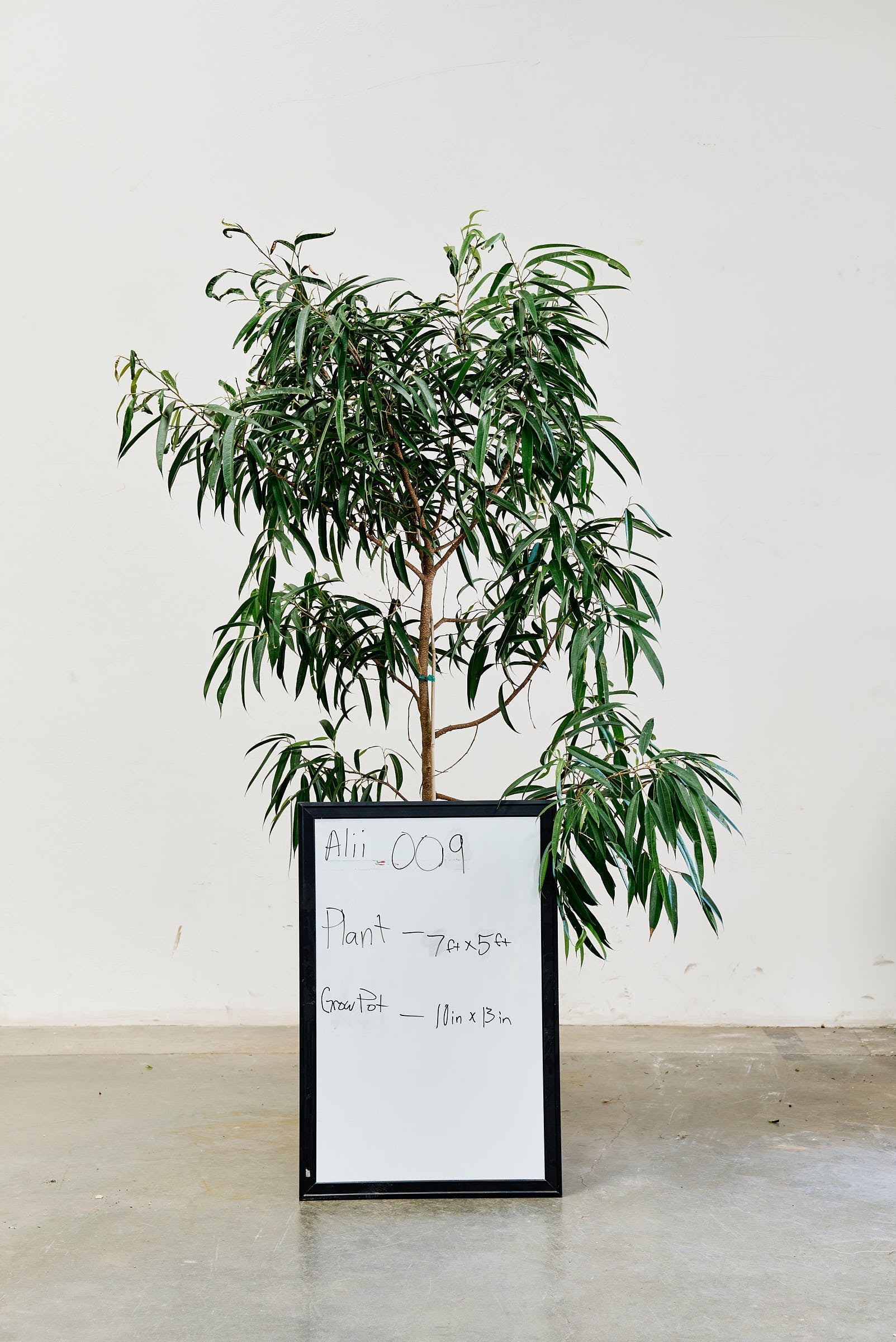 ficus-alii-009-1