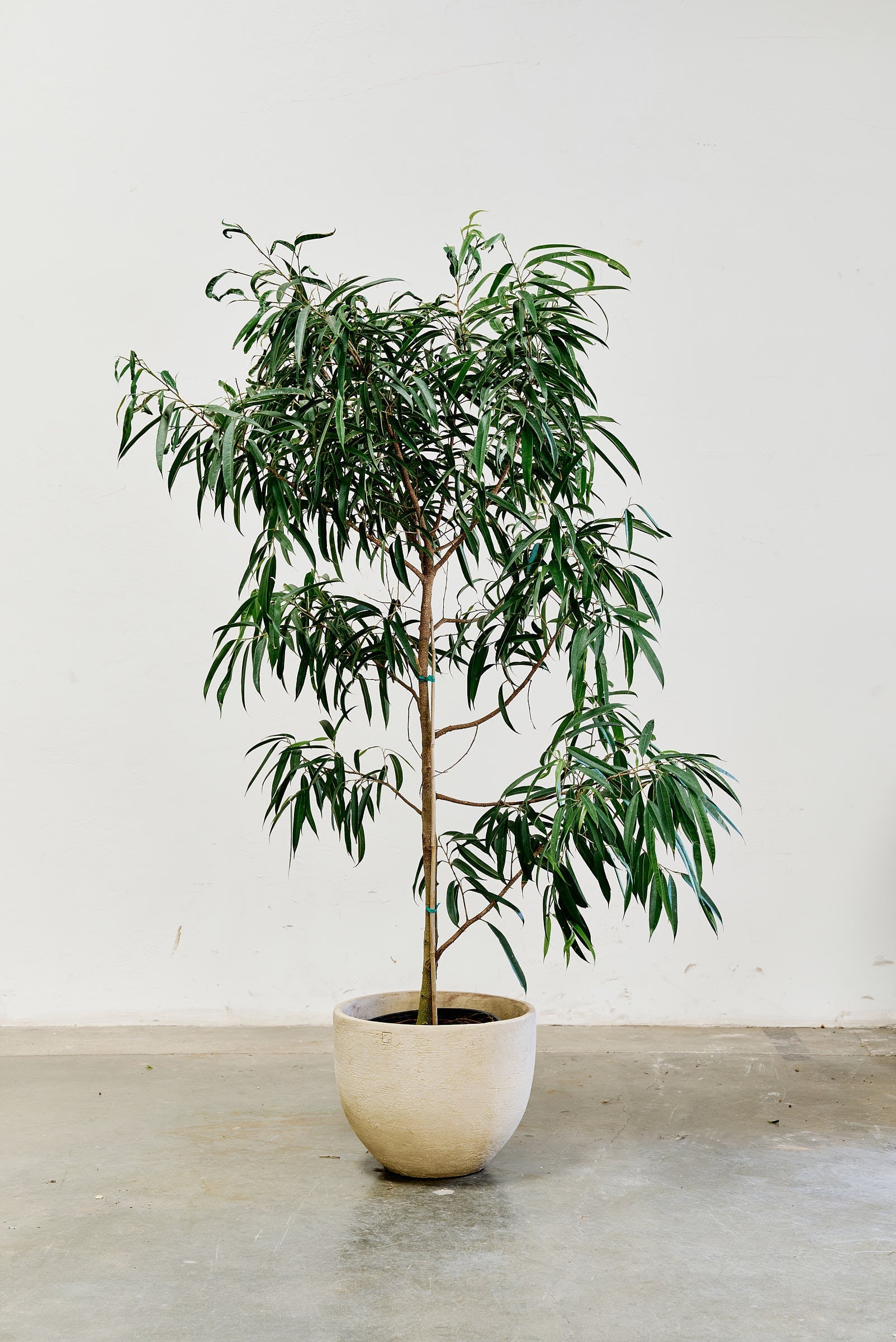 ficus-alii-009-2