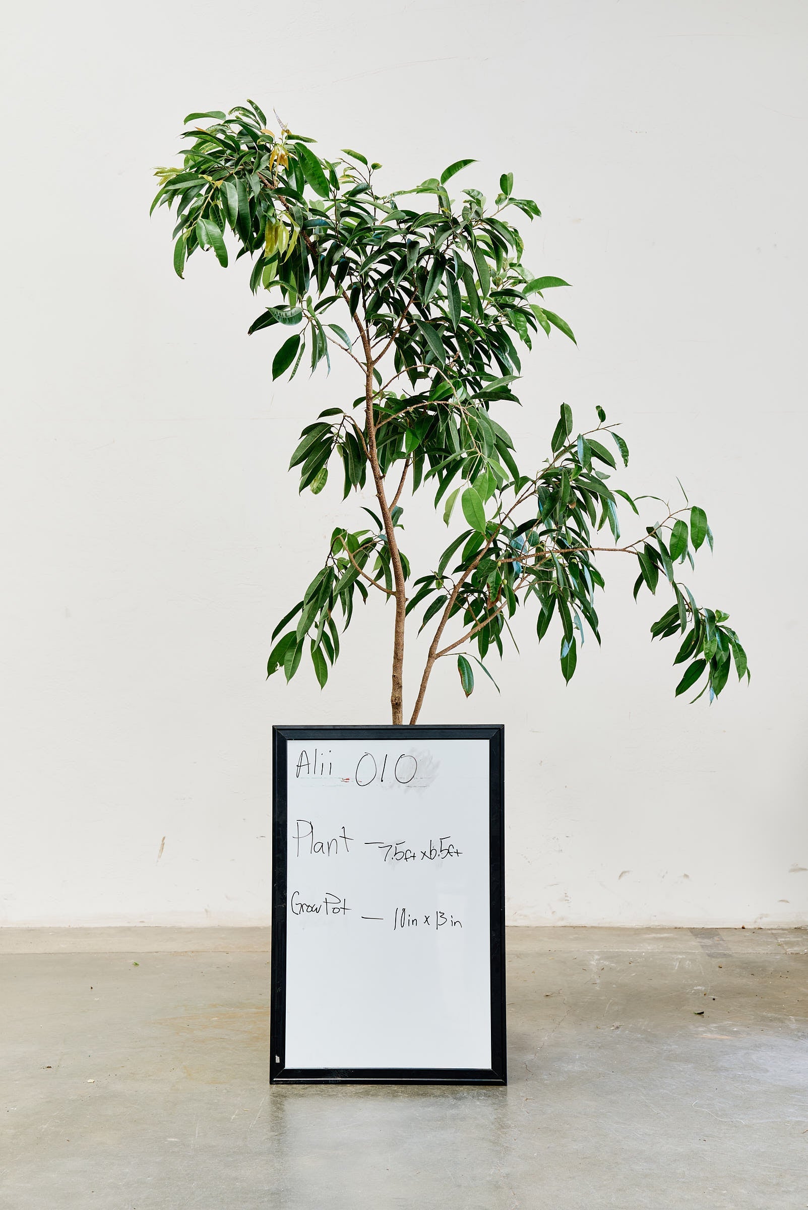 ficus-alii-010-1