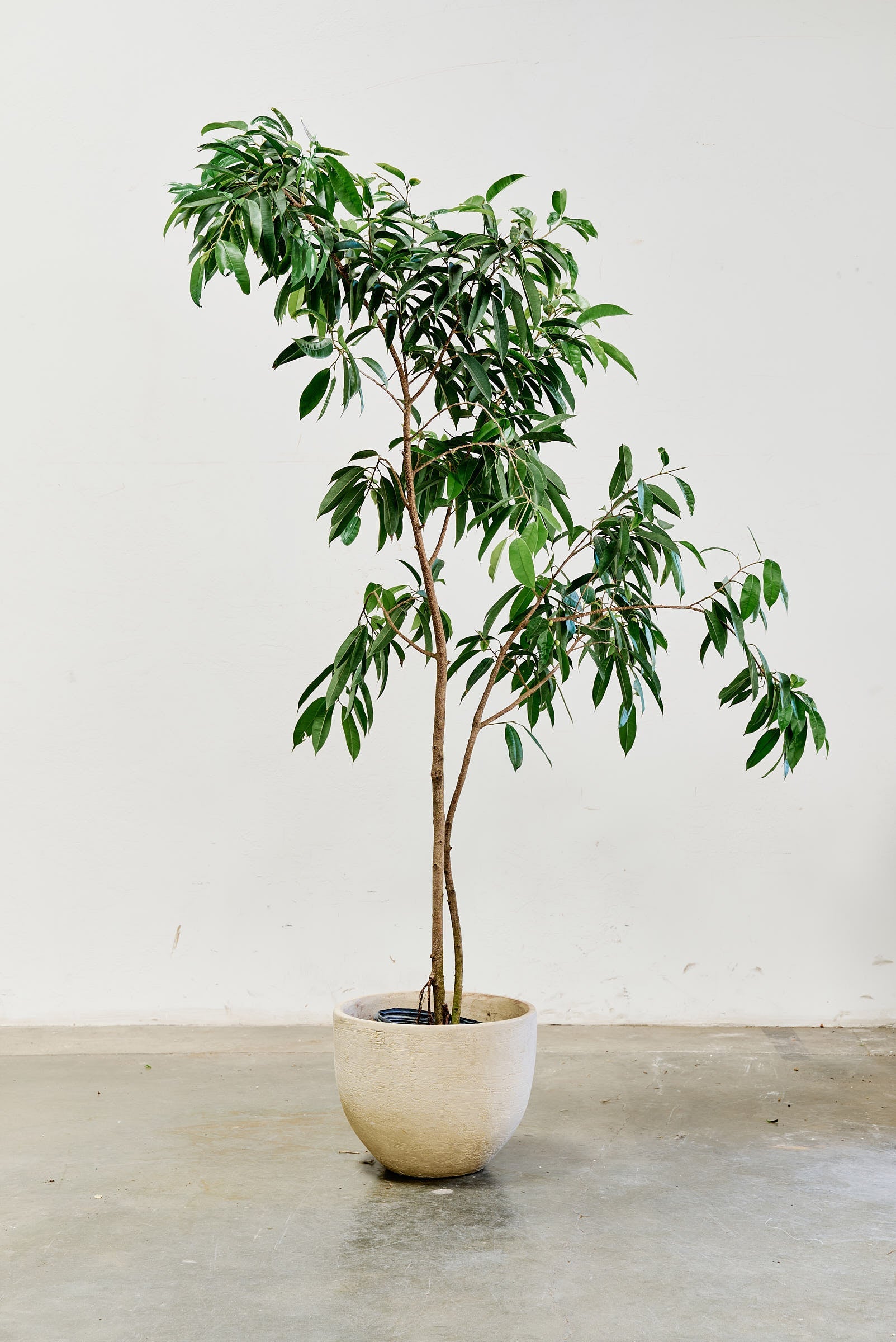 ficus-alii-010-2
