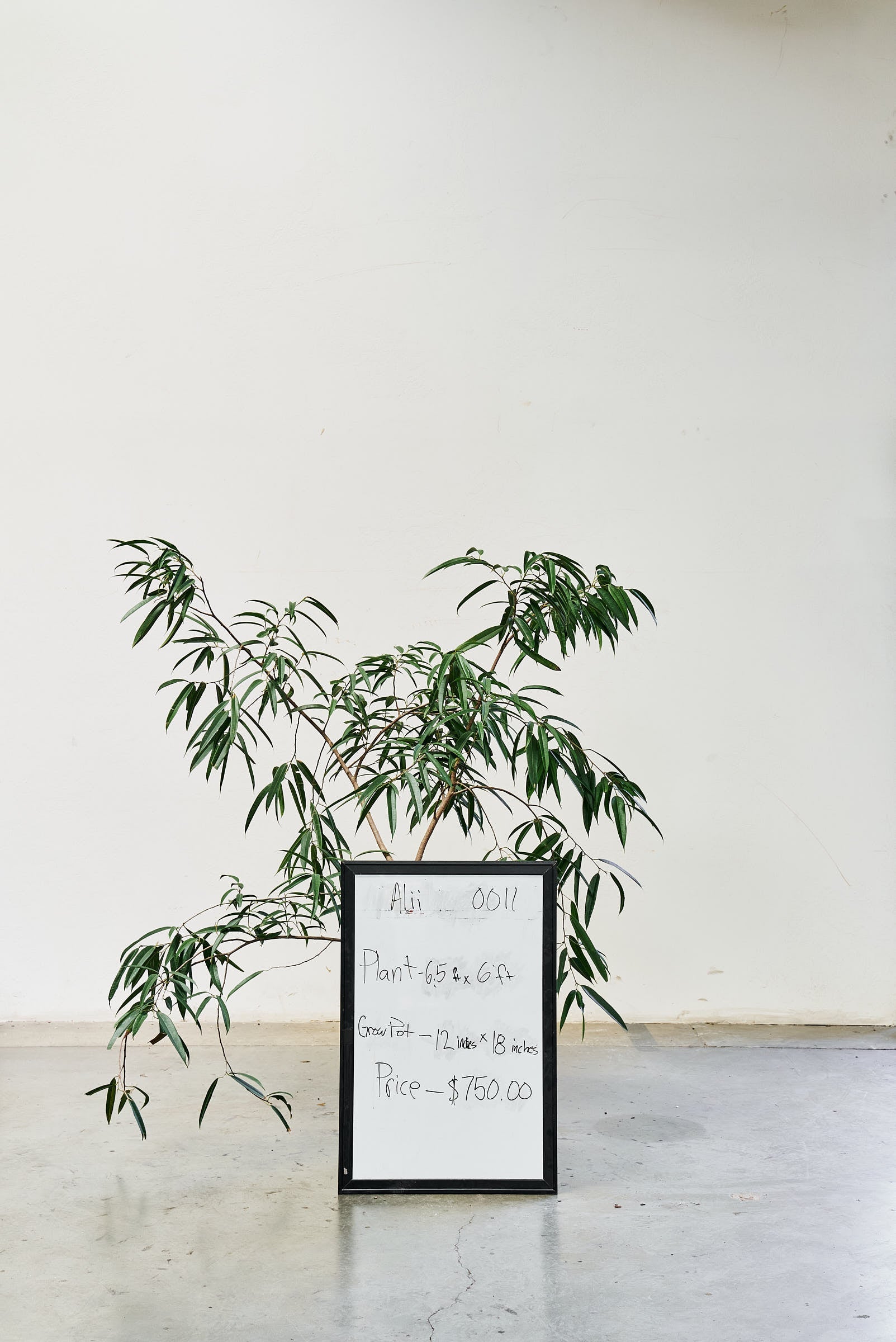 ficus-alii-011-1
