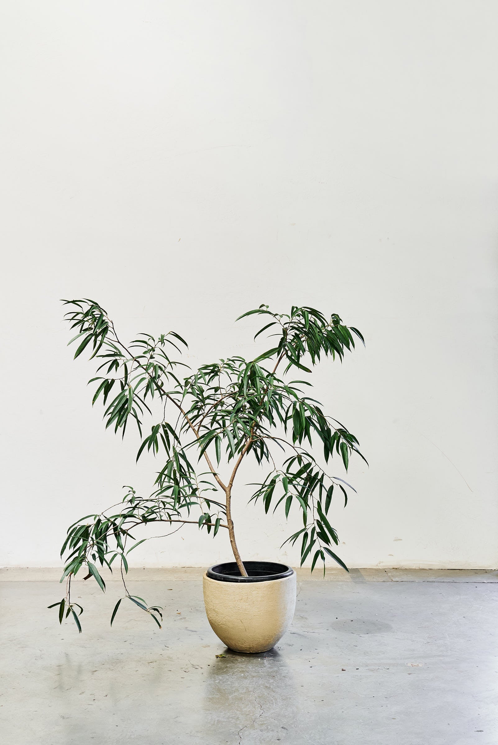 ficus-alii-011-2