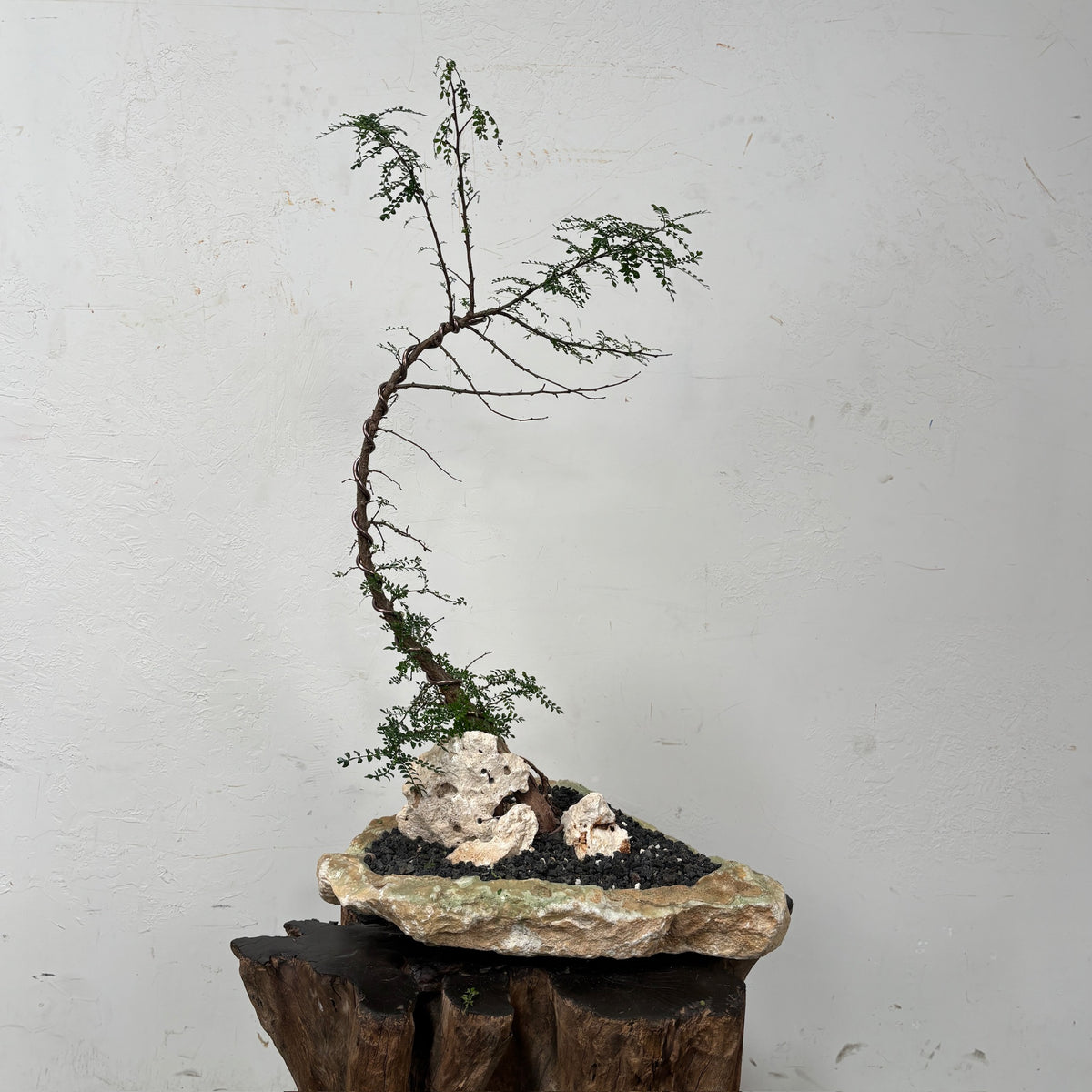 Madagascar Elephant Tree (Operculicarya decaryi) + Onyx Vessel