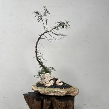 Madagascar Elephant Tree (Operculicarya decaryi) + Onyx Vessel