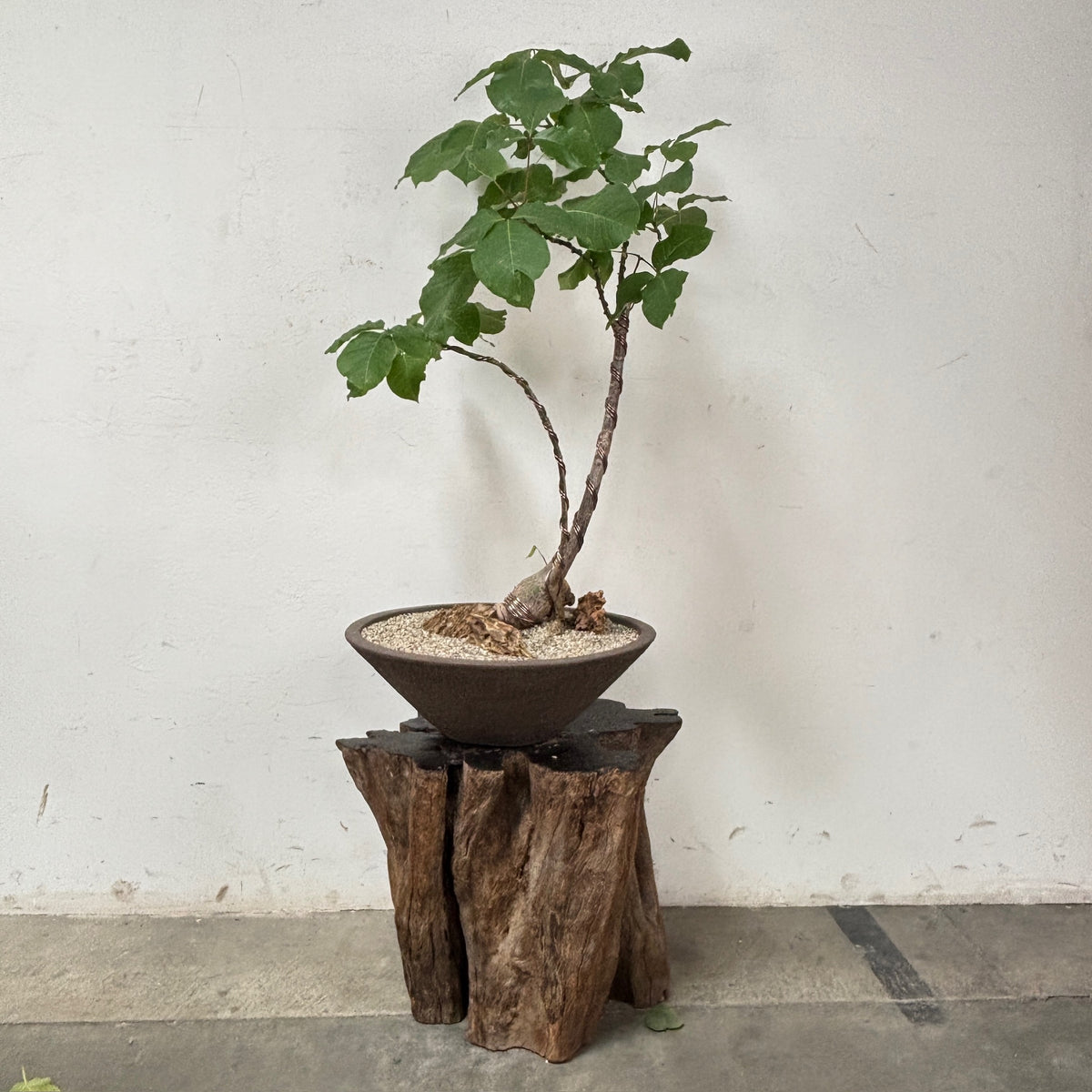 Shaving Brush Tree (Pseudobombax elpiticum) + Brown Ceramic Planter