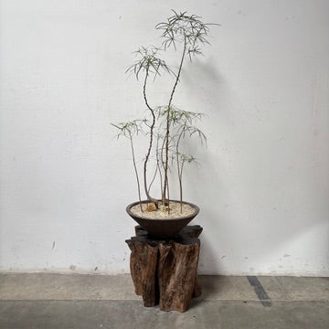 Australian Bottle Tree Forest (Brachchuton rupestris) + Brown Ceramic Planter