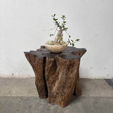 Fockea crispa + Onyx Planter