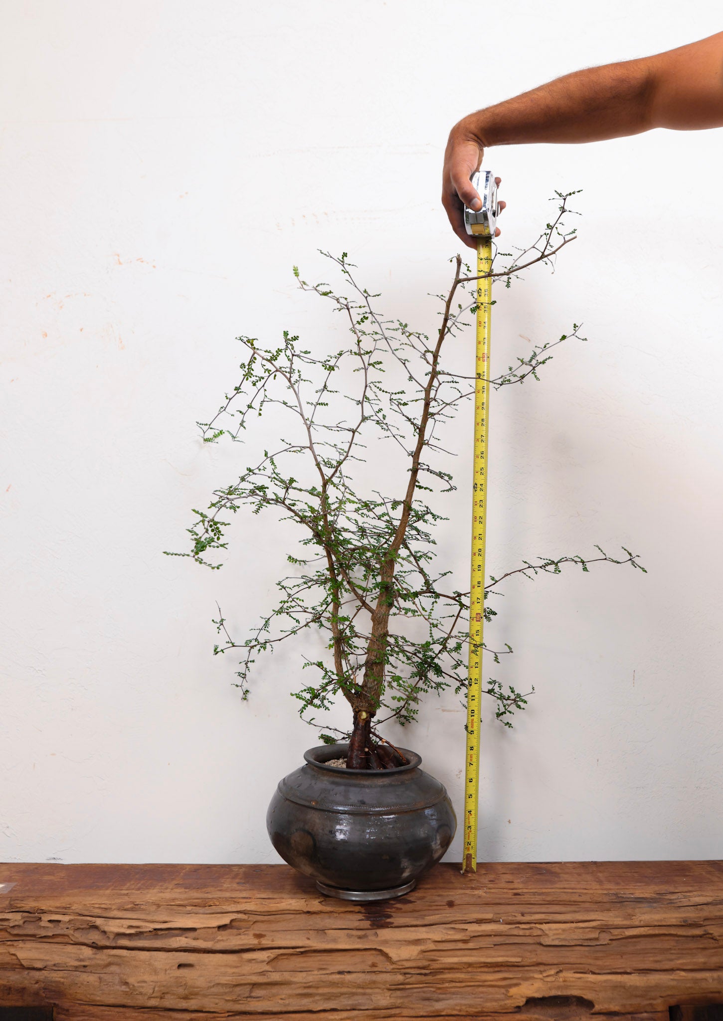 Indian Clay pot with Operculicarya Decaryi