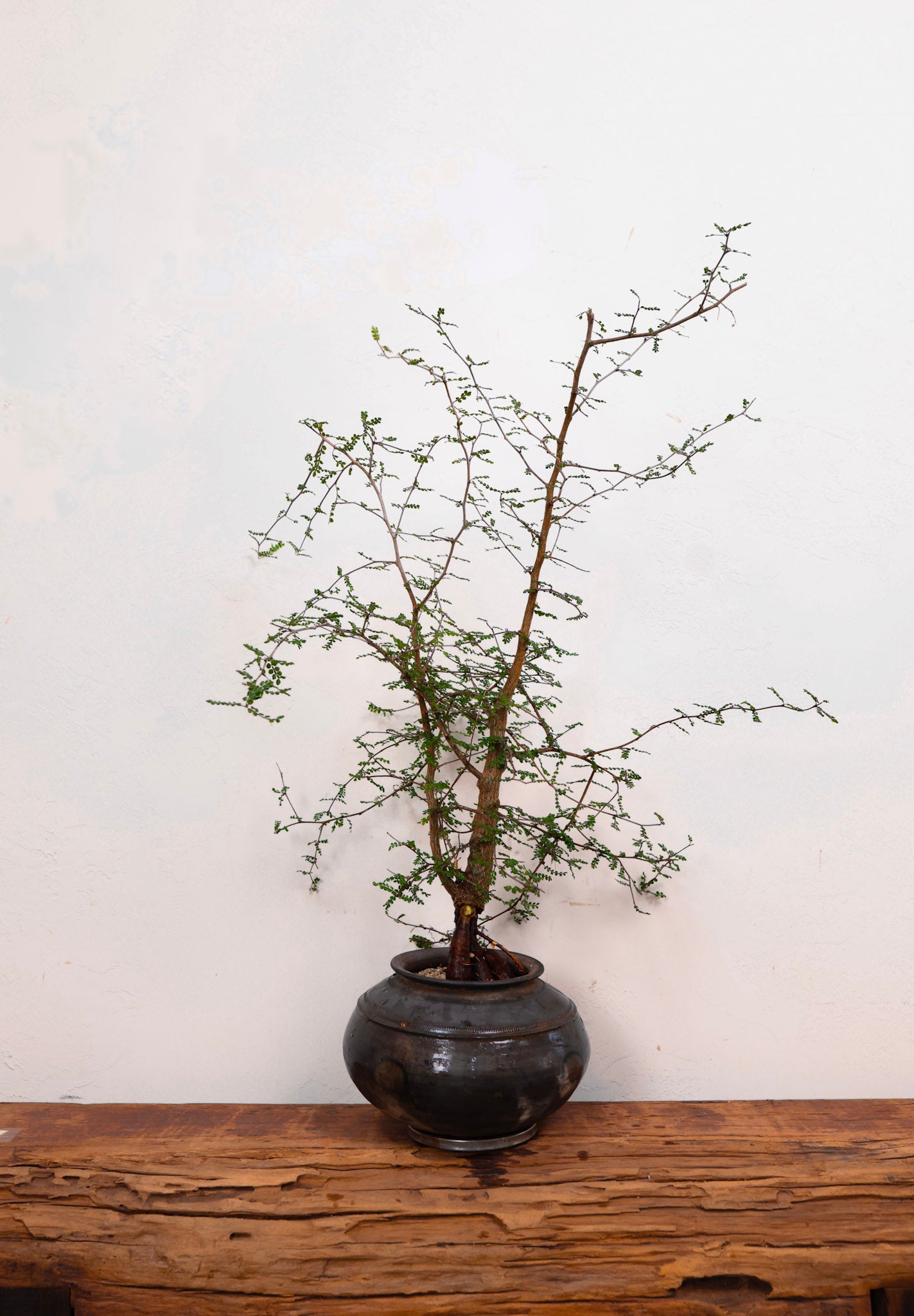 Indian Clay pot with Operculicarya Decaryi