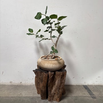Ficus Audrey (Ficus benghalensis) + Vietnamese Terracotta Planter