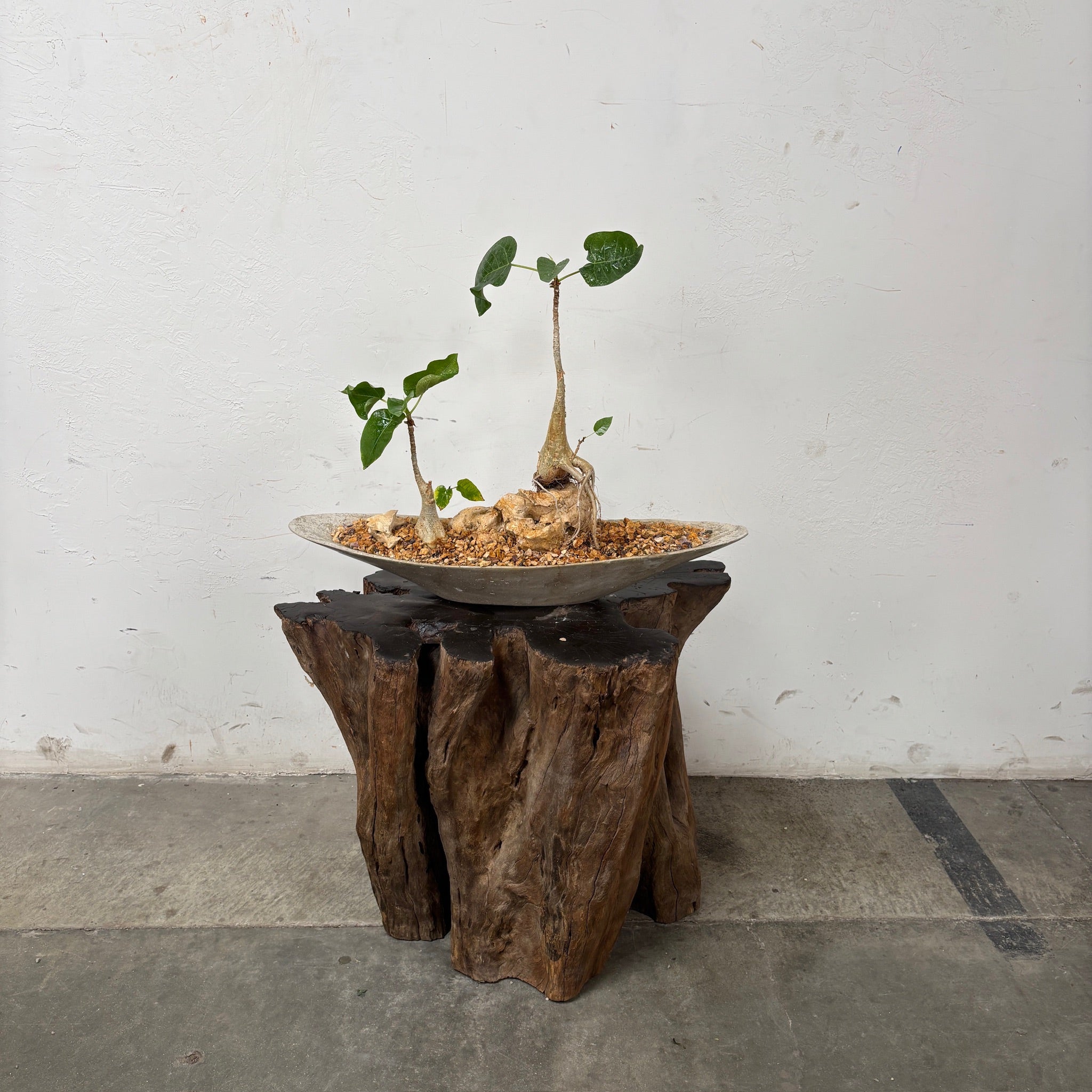 Double Desert Fig (Ficus Brandegeei) + Microcement Gondola Planter