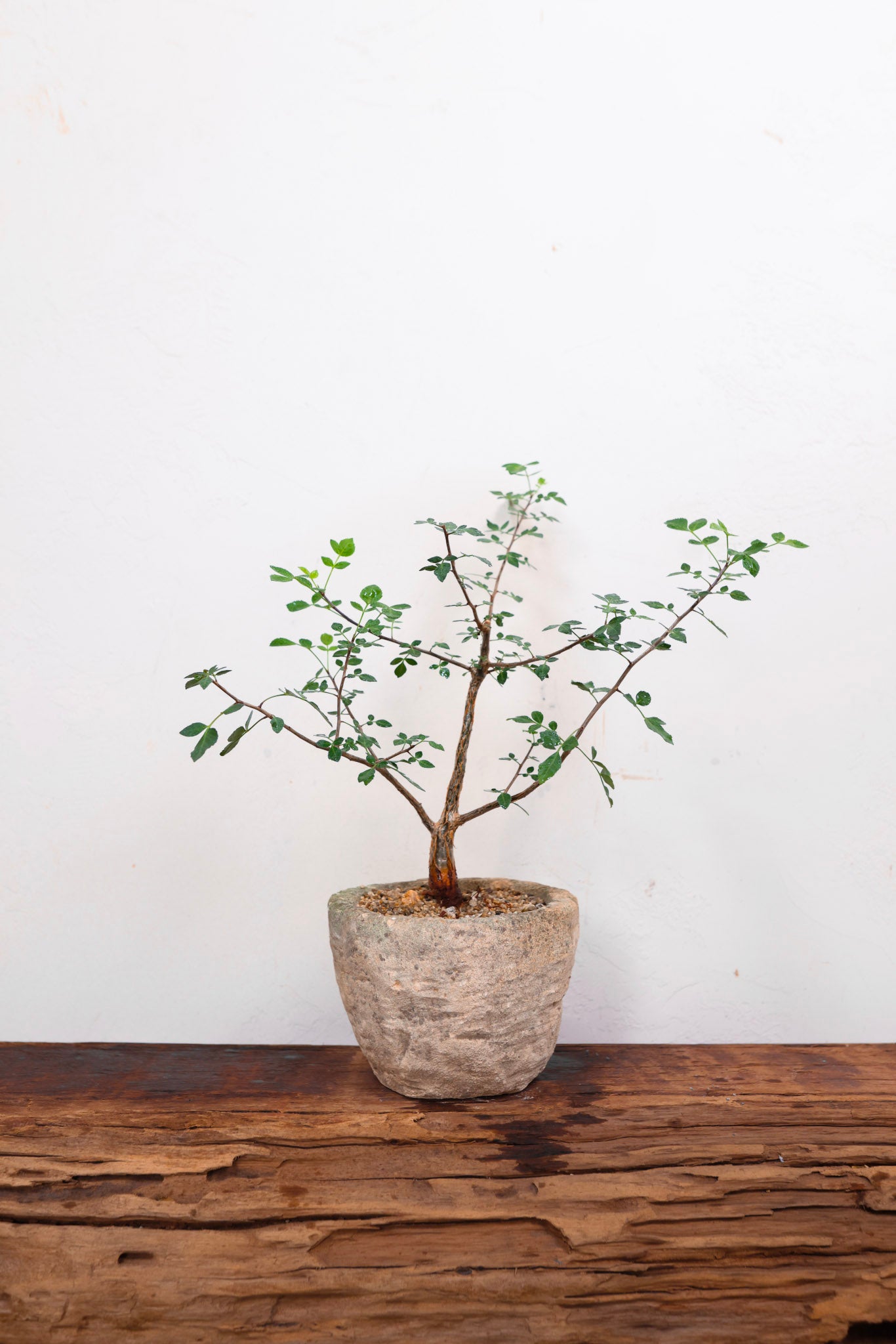 Limestone Planter with Bursera Fagaroides