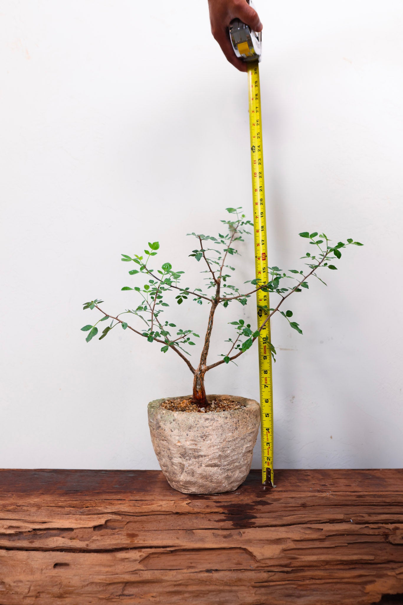 Limestone Planter with Bursera Fagaroides
