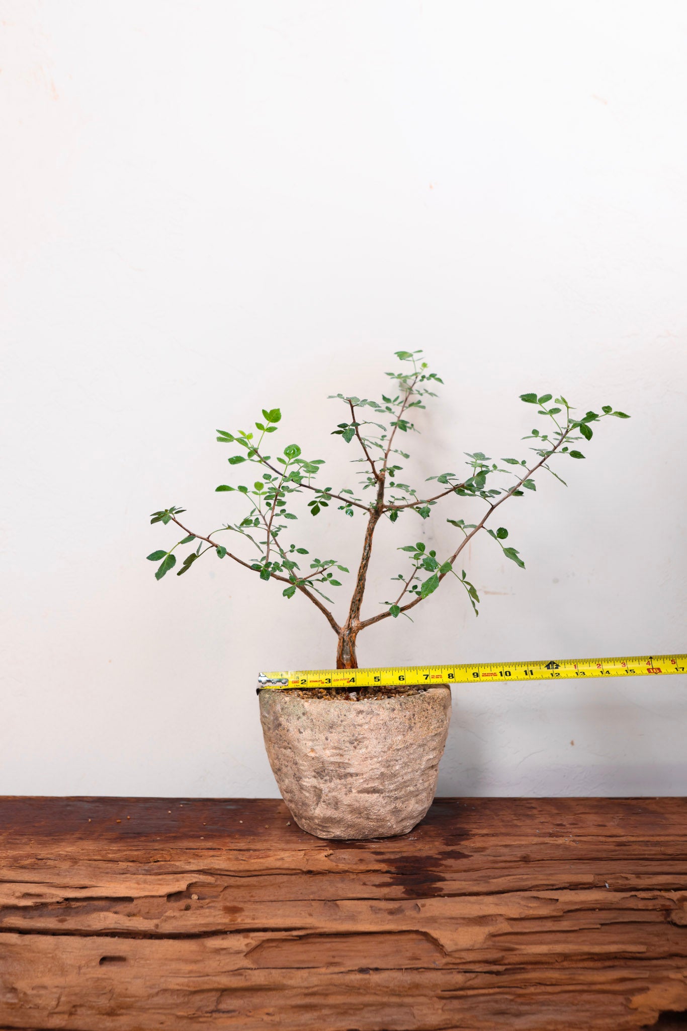 Limestone Planter with Bursera Fagaroides