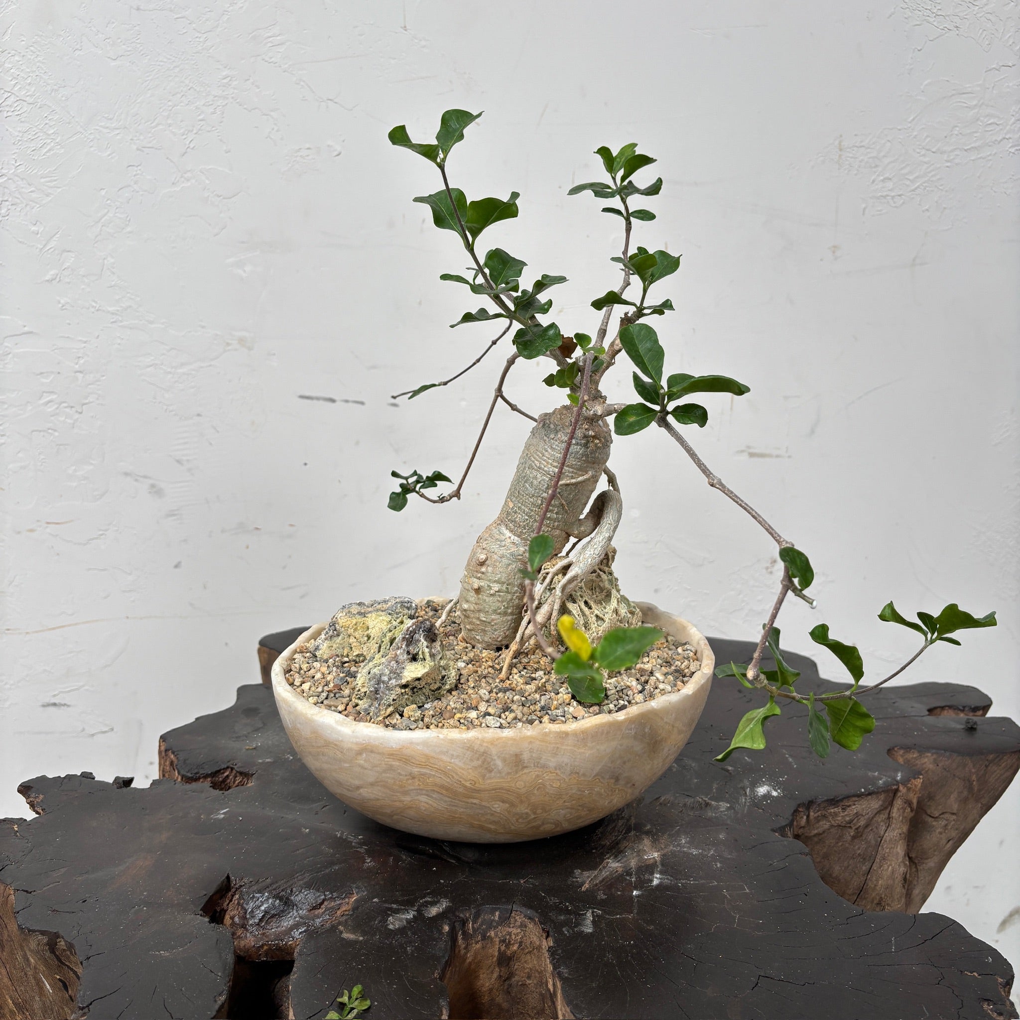 Fockea crispa + Onyx Planter
