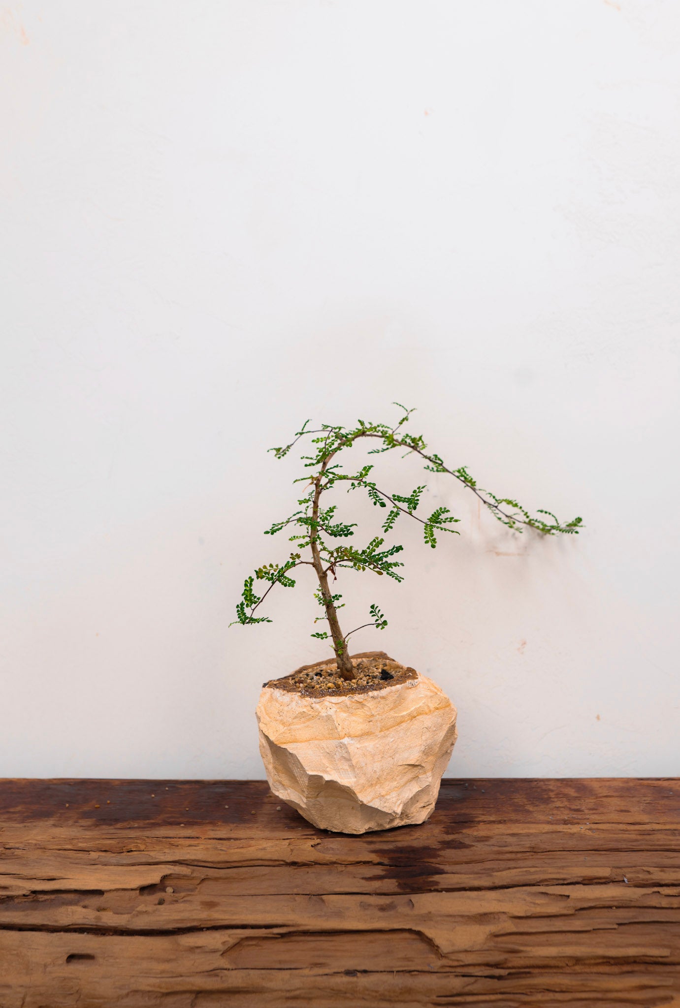 Woodstone Planter with Operculicarya Decaryi