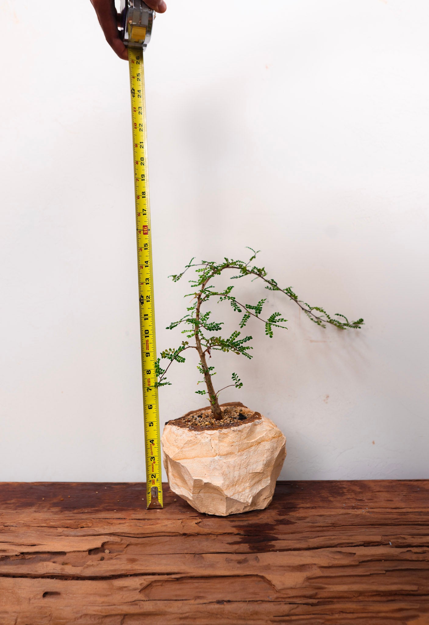 Woodstone Planter with Operculicarya Decaryi