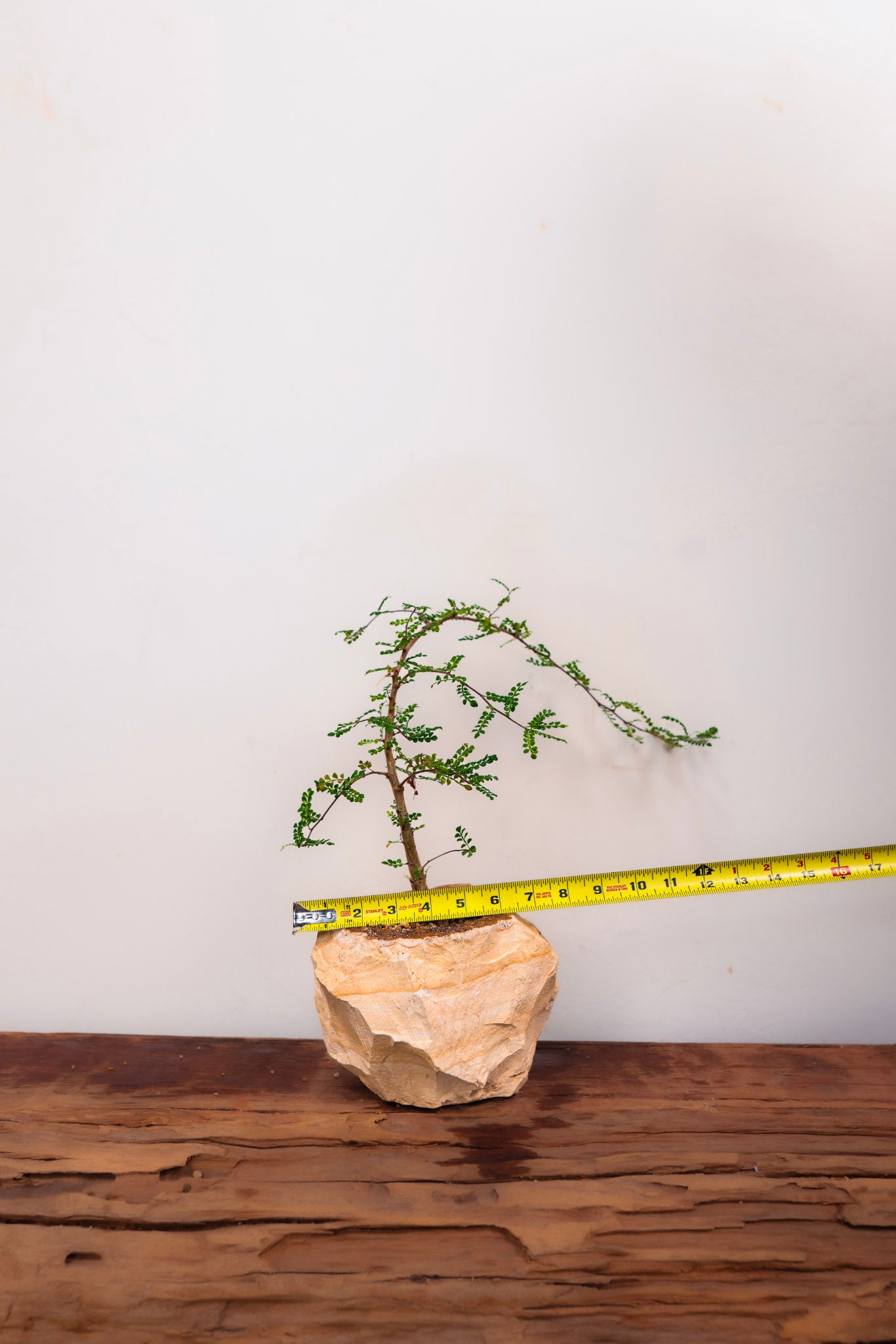 Woodstone Planter with Operculicarya Decaryi