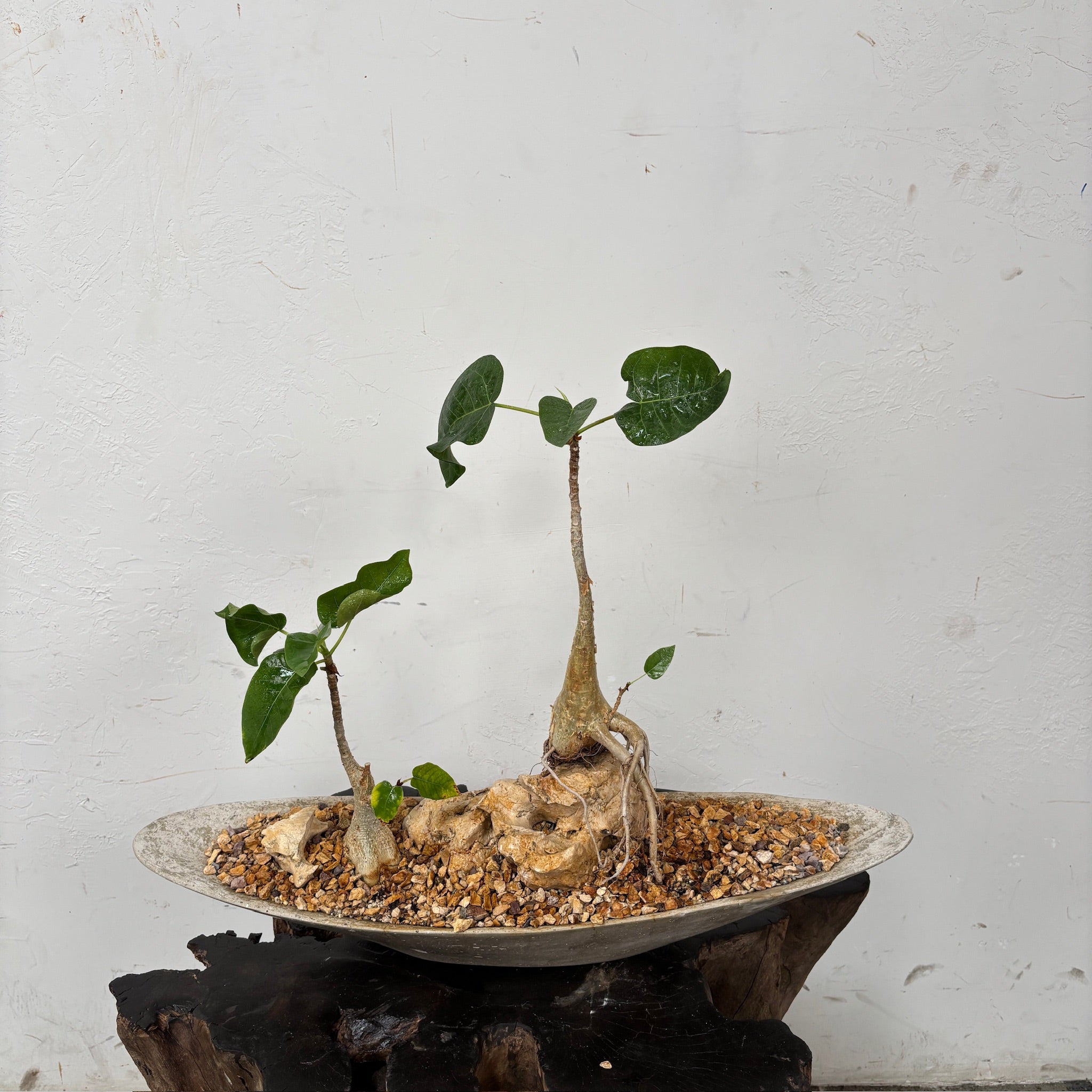 Double Desert Fig (Ficus Brandegeei) + Microcement Gondola Planter