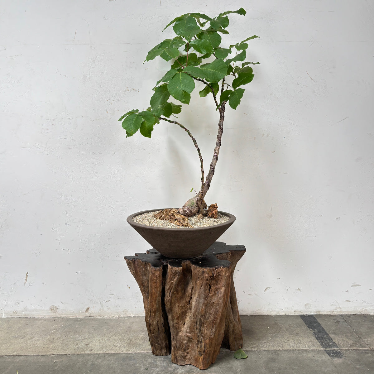 Shaving Brush Tree (Pseudobombax elpiticum) + Brown Ceramic Planter