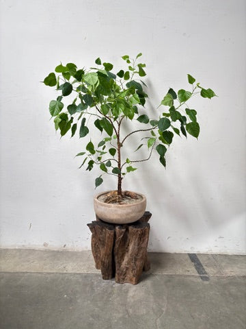 Sacred Fig (Ficus religiosa) + Vietnamese Terracotta Planter