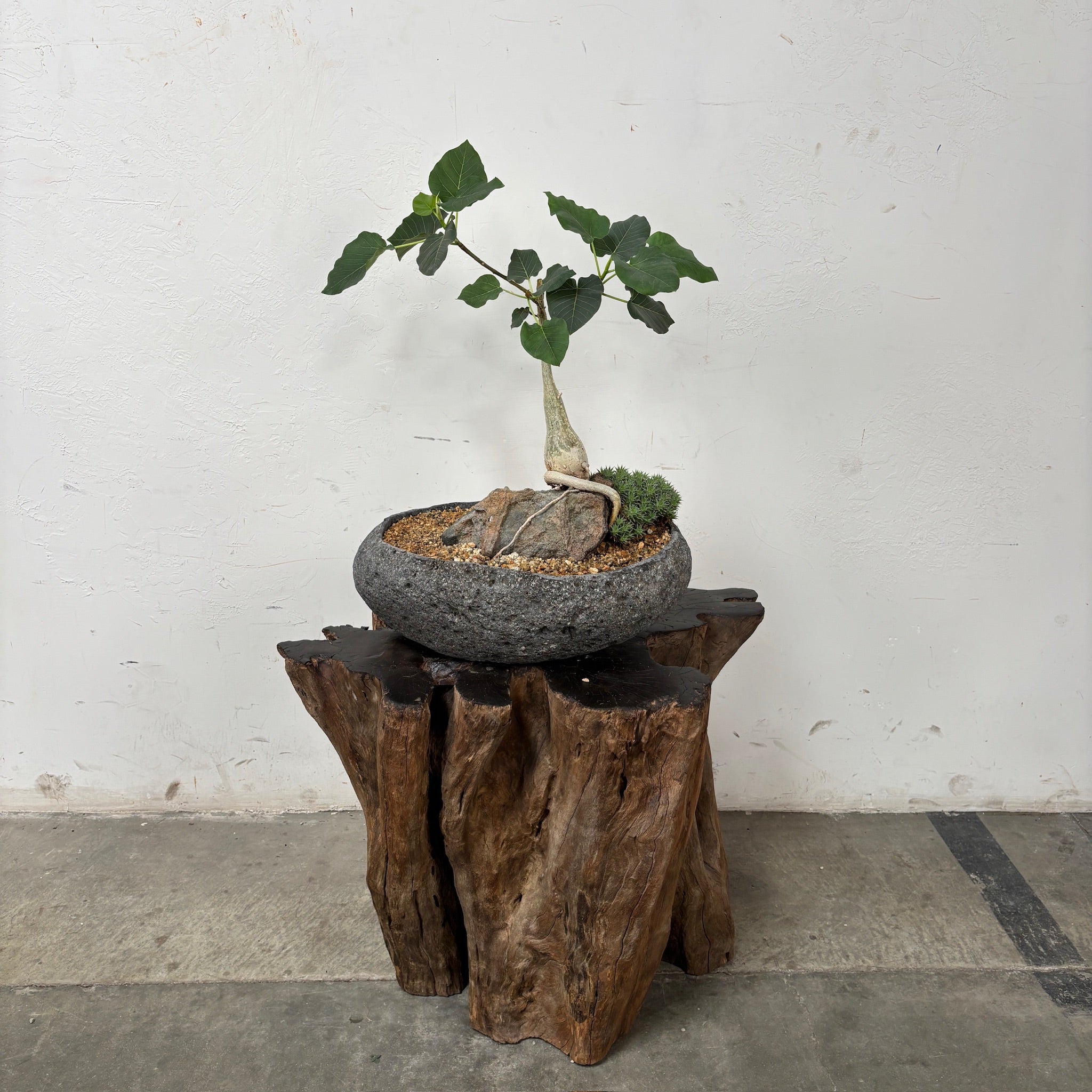 Rock Fig (Ficus petiolaris) + River Rock Planter