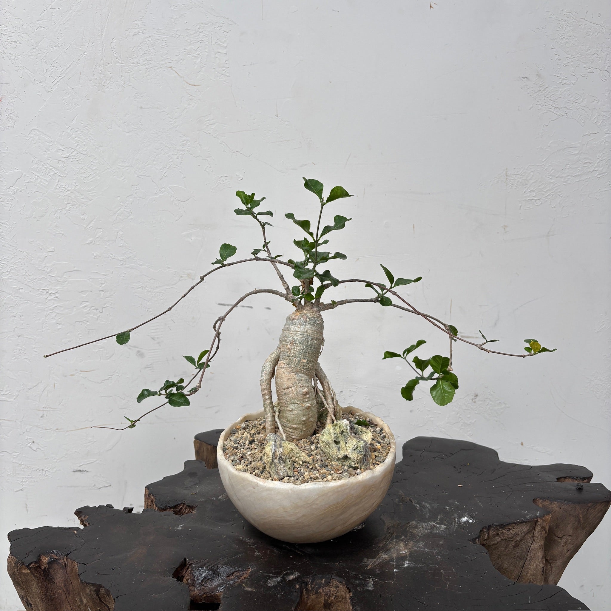 Fockea crispa + Onyx Planter
