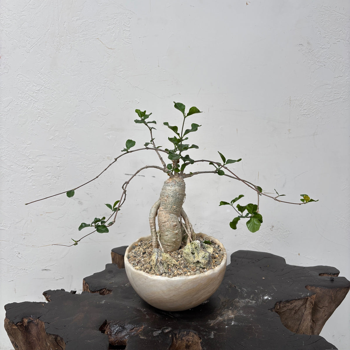 Fockea crispa + Onyx Planter