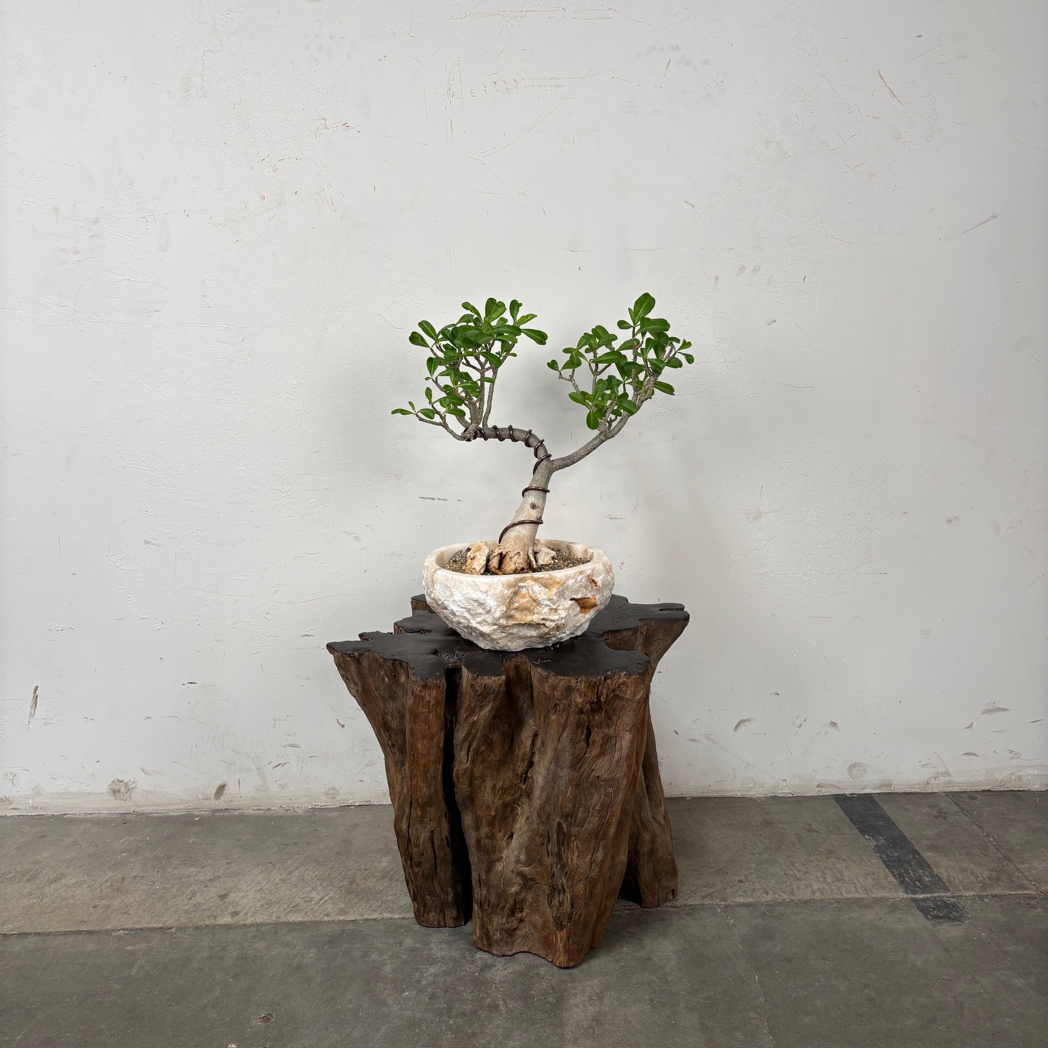 Desert Rose (Adenium arabicum) + Onyx Planter