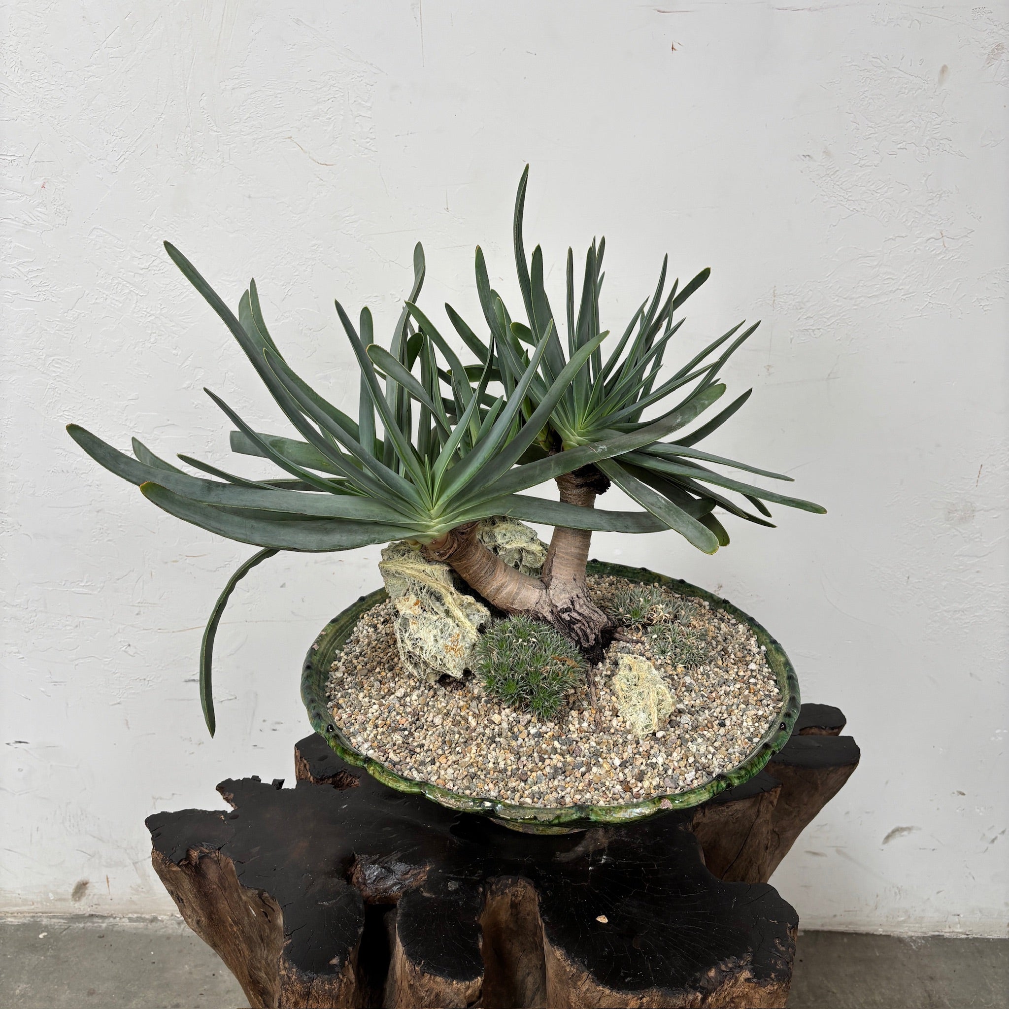 Fan Aloe (Kumara plicatilis) + Moroccan Tamegroute Vessel