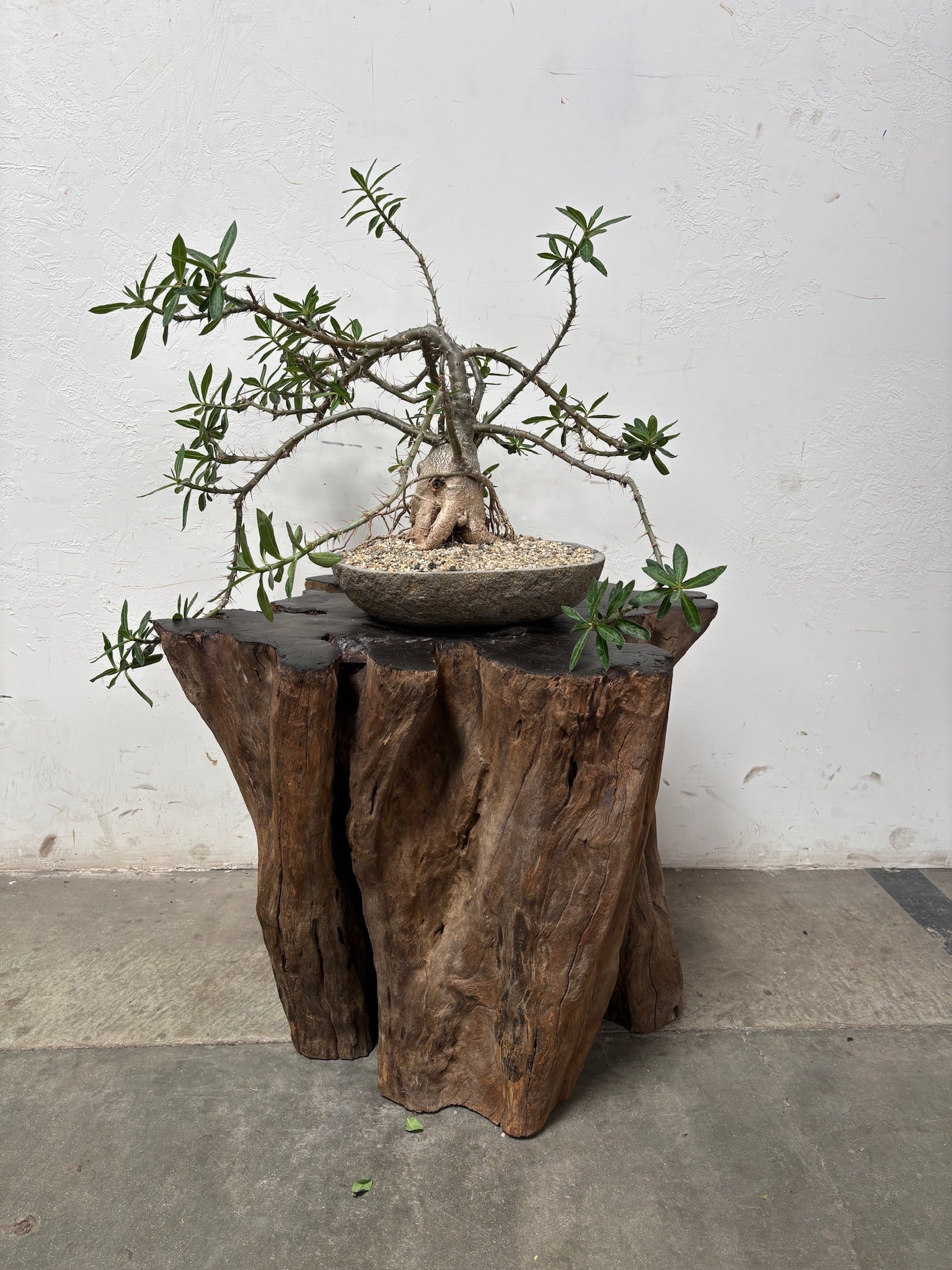 Pachypodium bispinosum + River Rock Planter