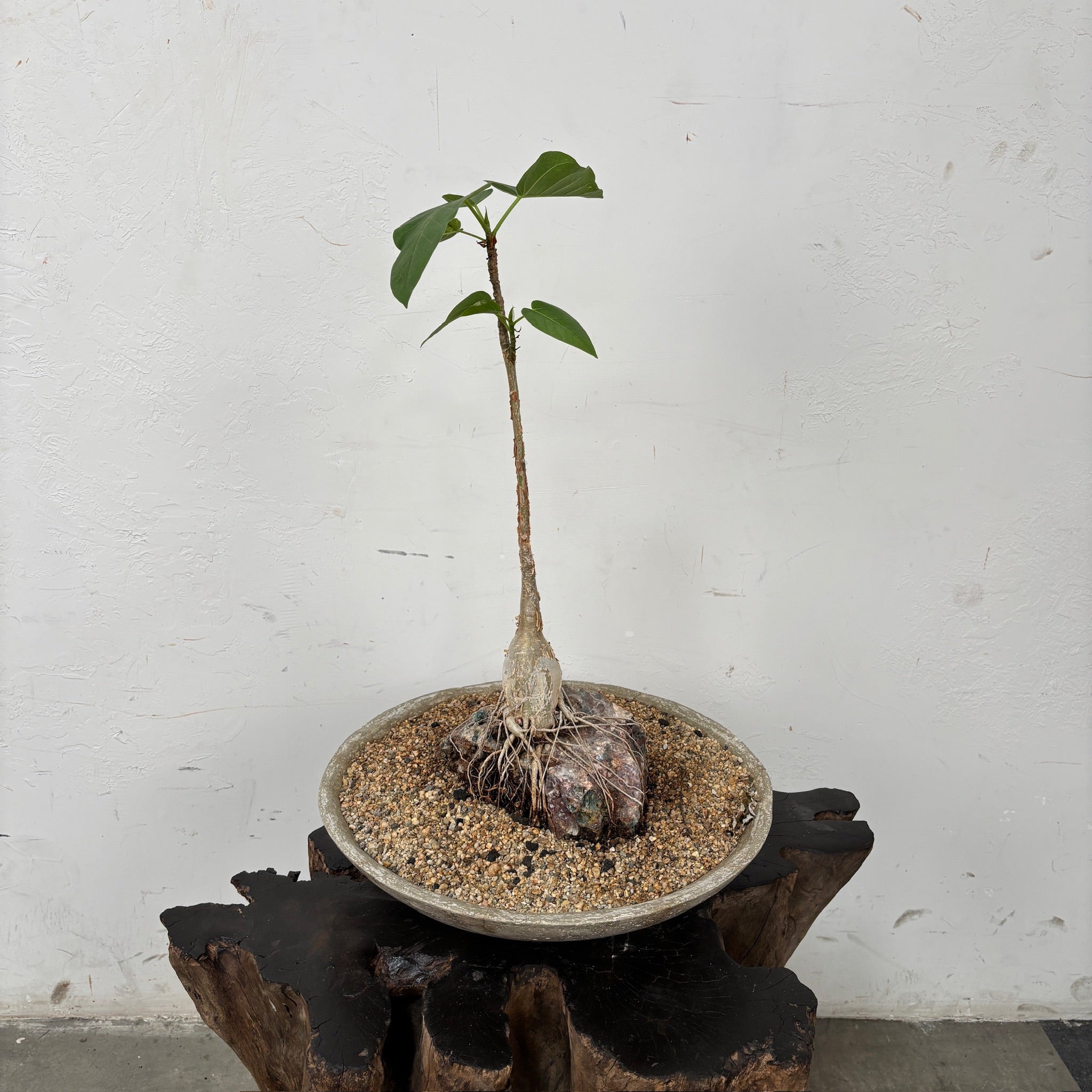 Desert Fig (Ficus brandegeei) + Microcement Bowl