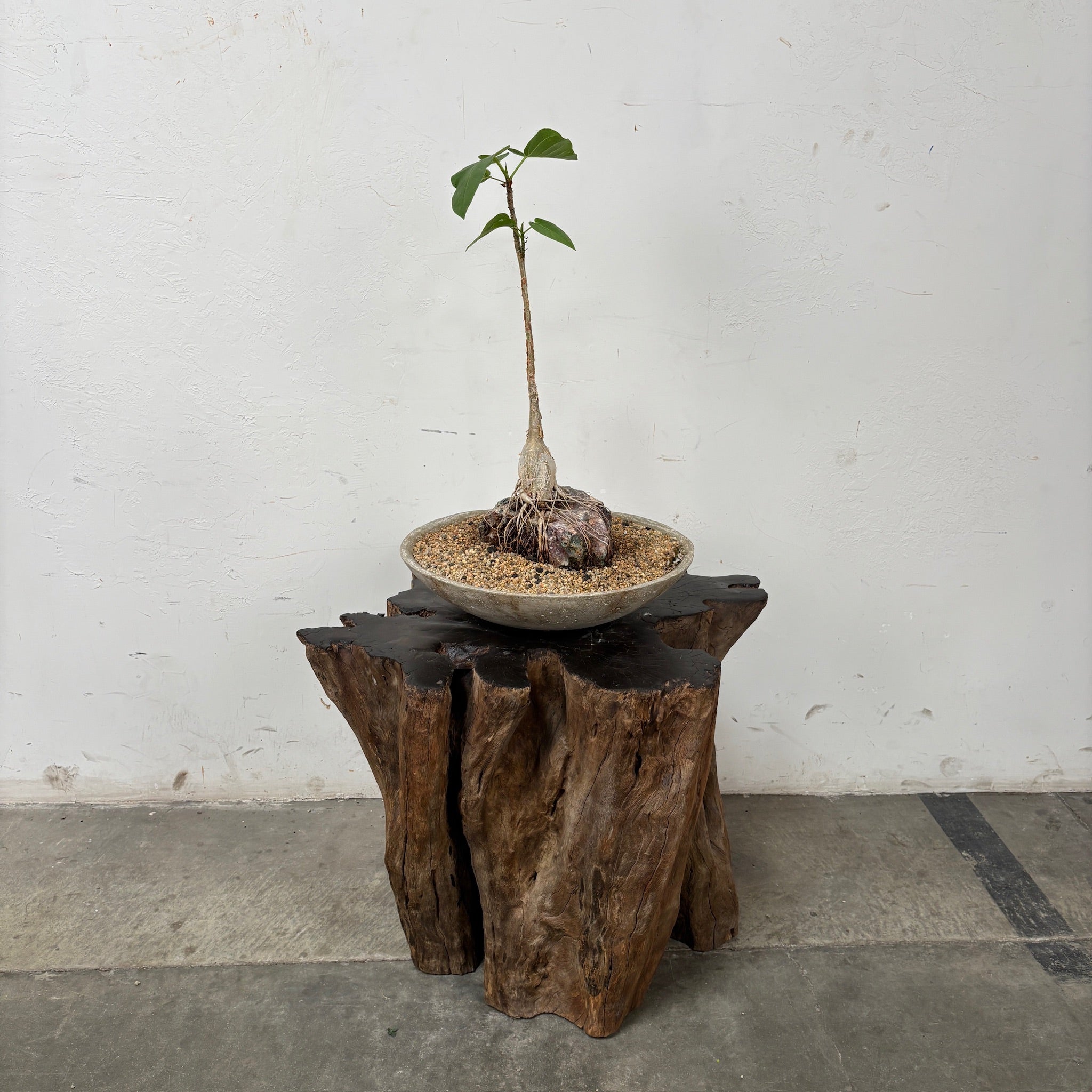 Desert Fig (Ficus brandegeei) + Microcement Bowl