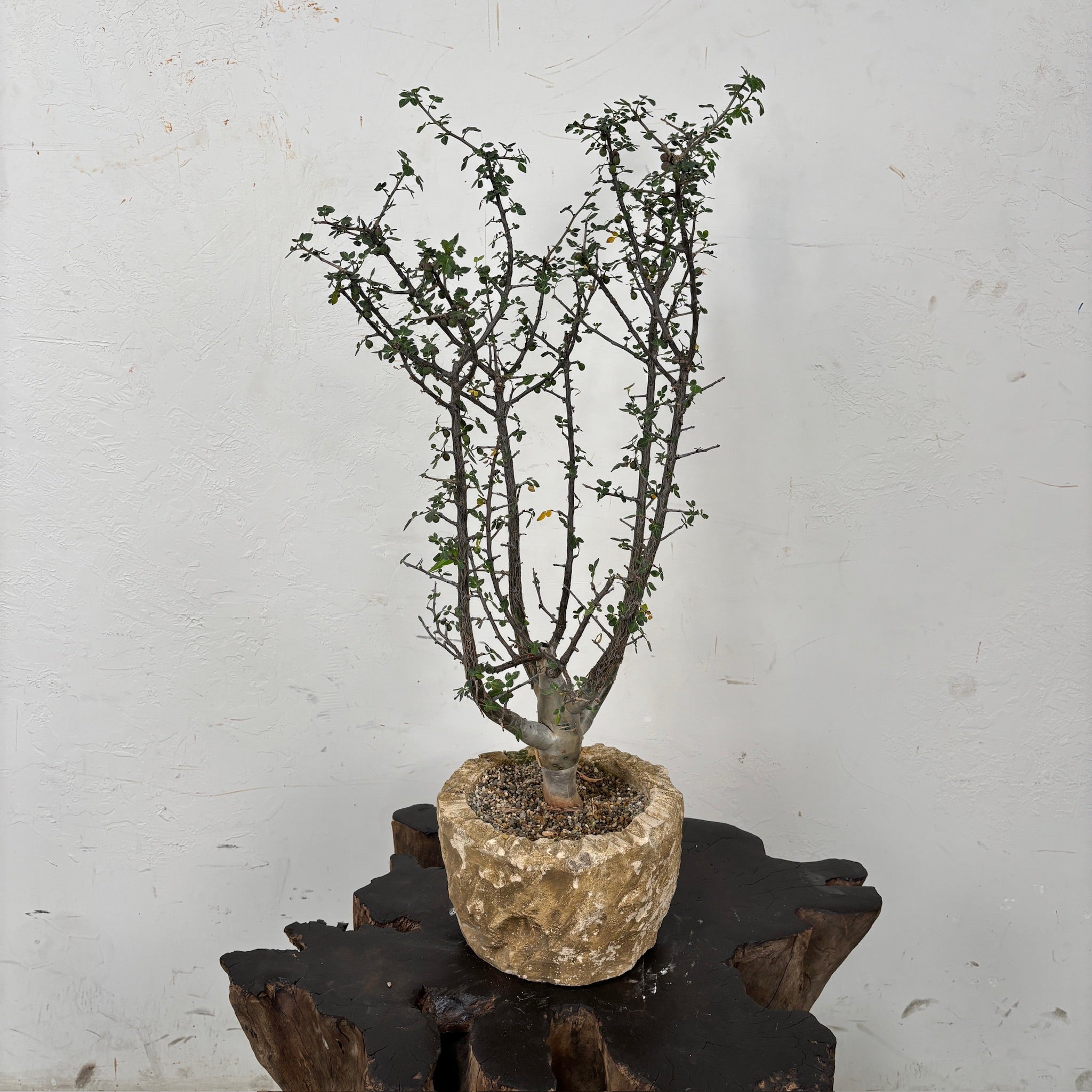 Copalwood Tree (Bursera fagaroides) + Limestone Planter