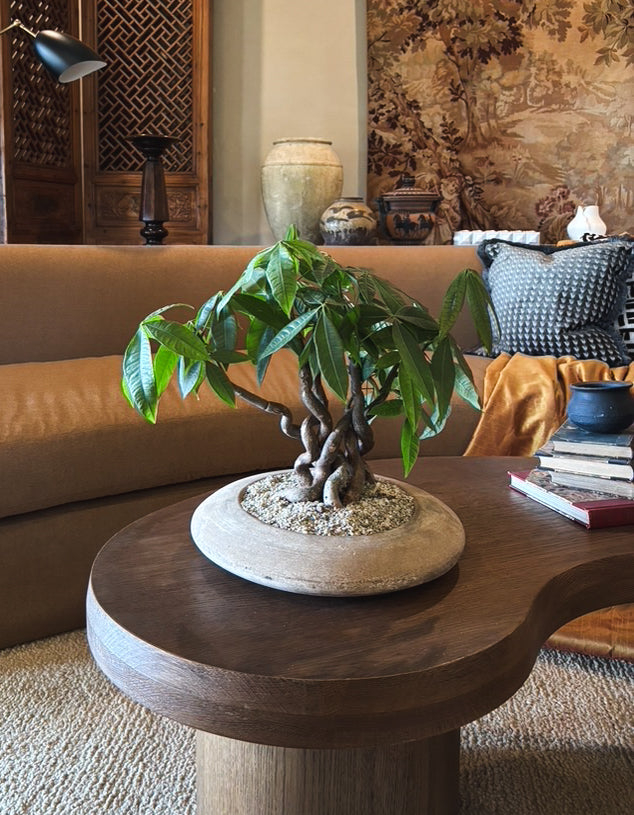 Money Tree Forest + Vietnamese Vessel