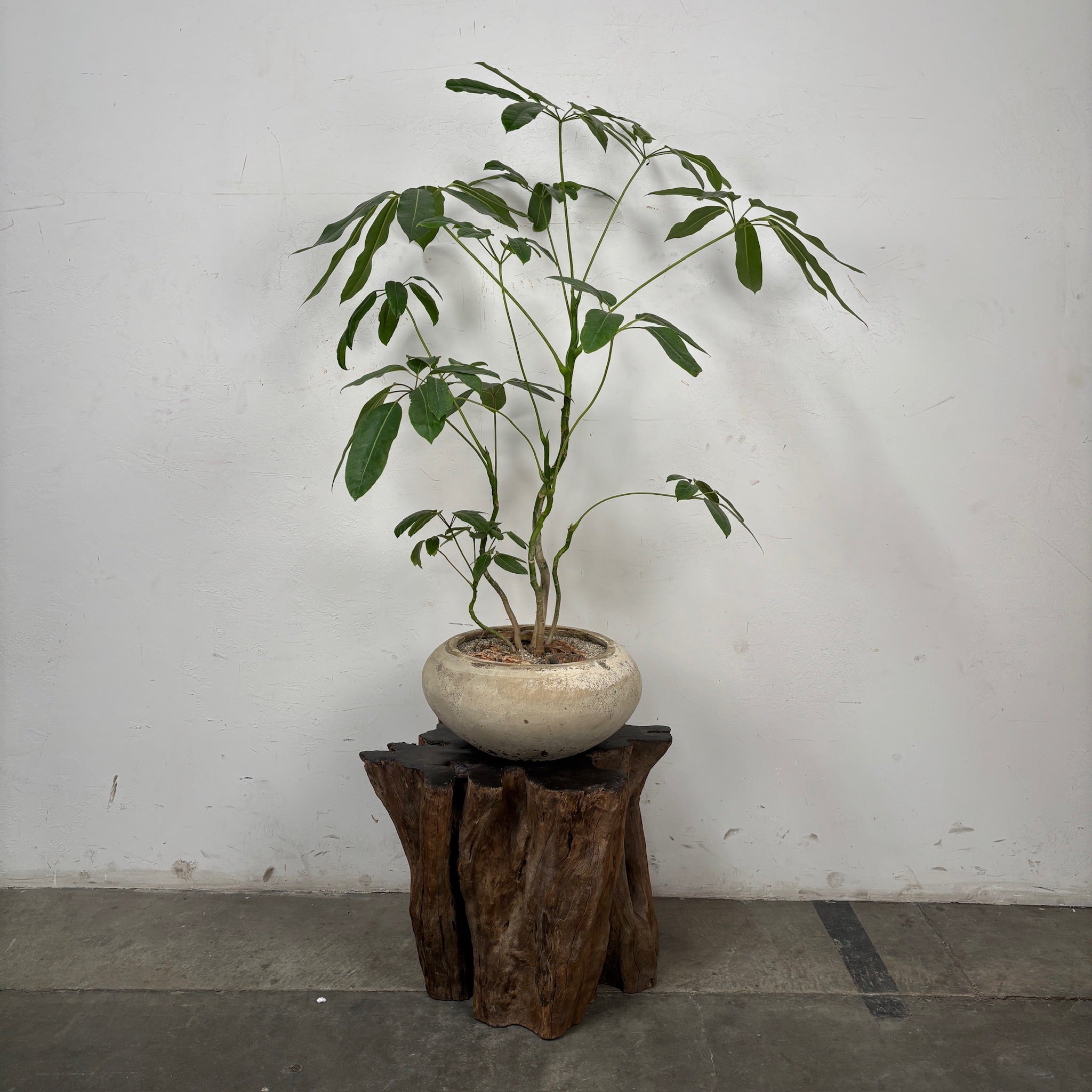 Umbrella Tree (Schefflera amate) + Vietnamese Planter
