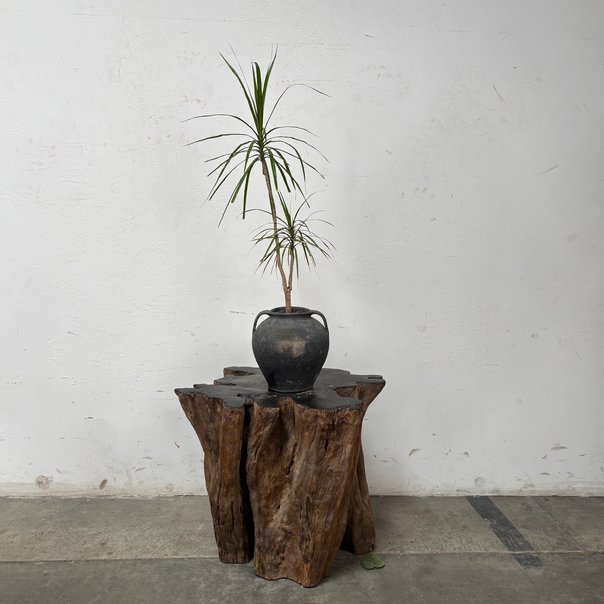 Dragon Tree (Dracaena marginata) + Antique Moldovan Oil Jar