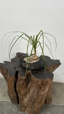 Ponytail Palm (Beaucarnea recurvata) + Lava Rock Planter