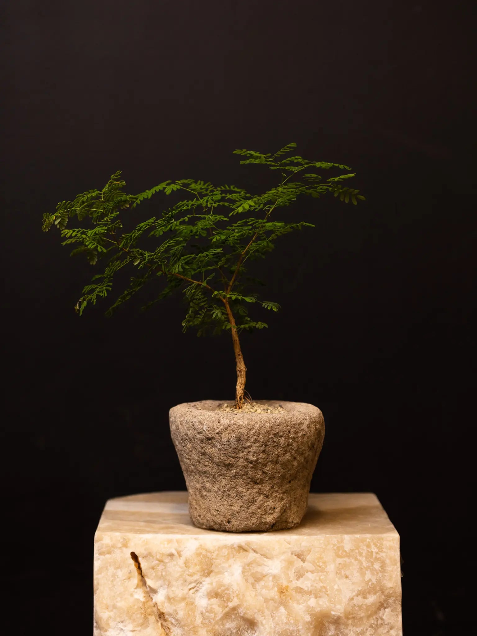 Baby Daddy Acacia Burkei