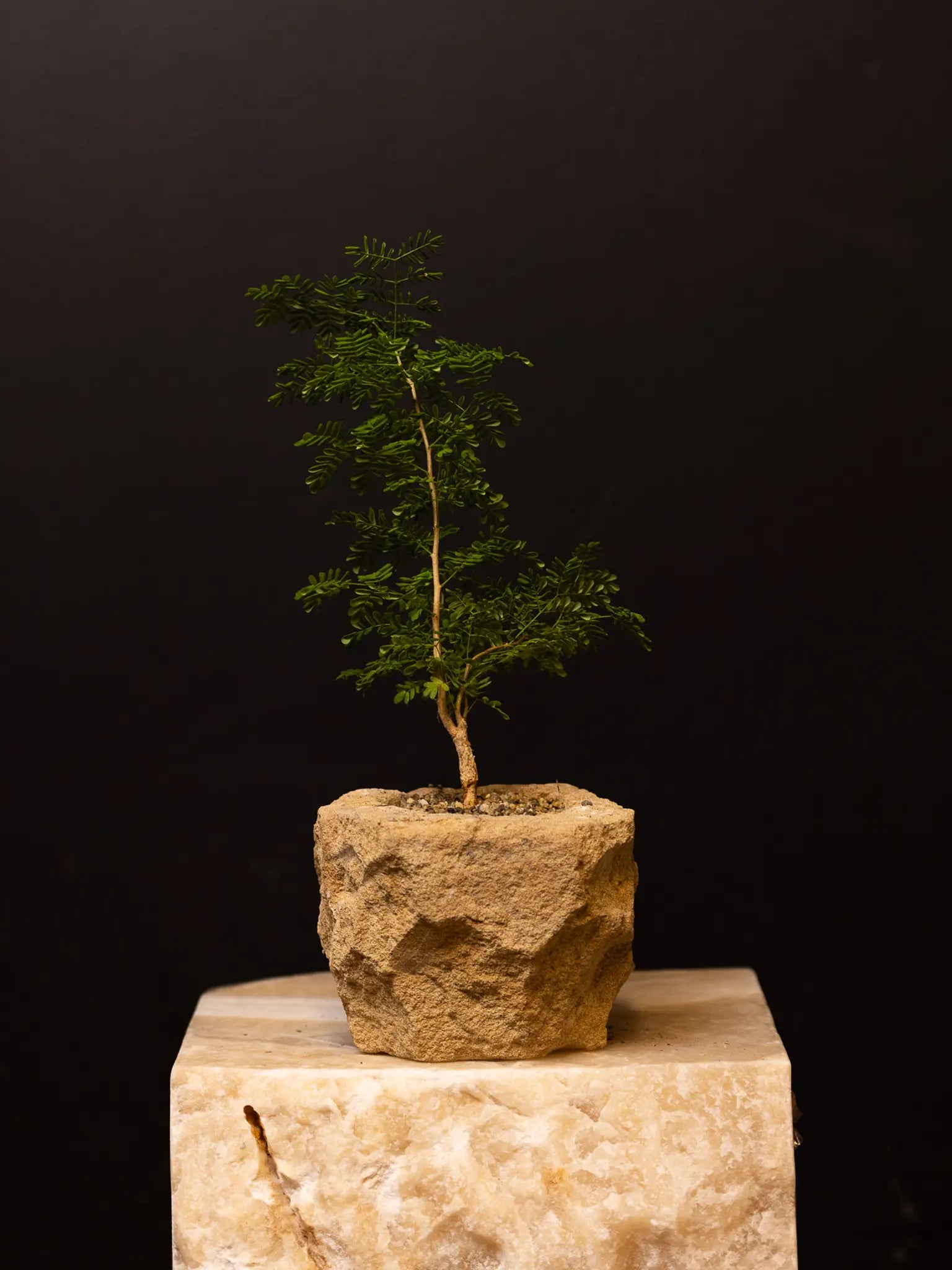 Baby Daddy Acacia Burkei