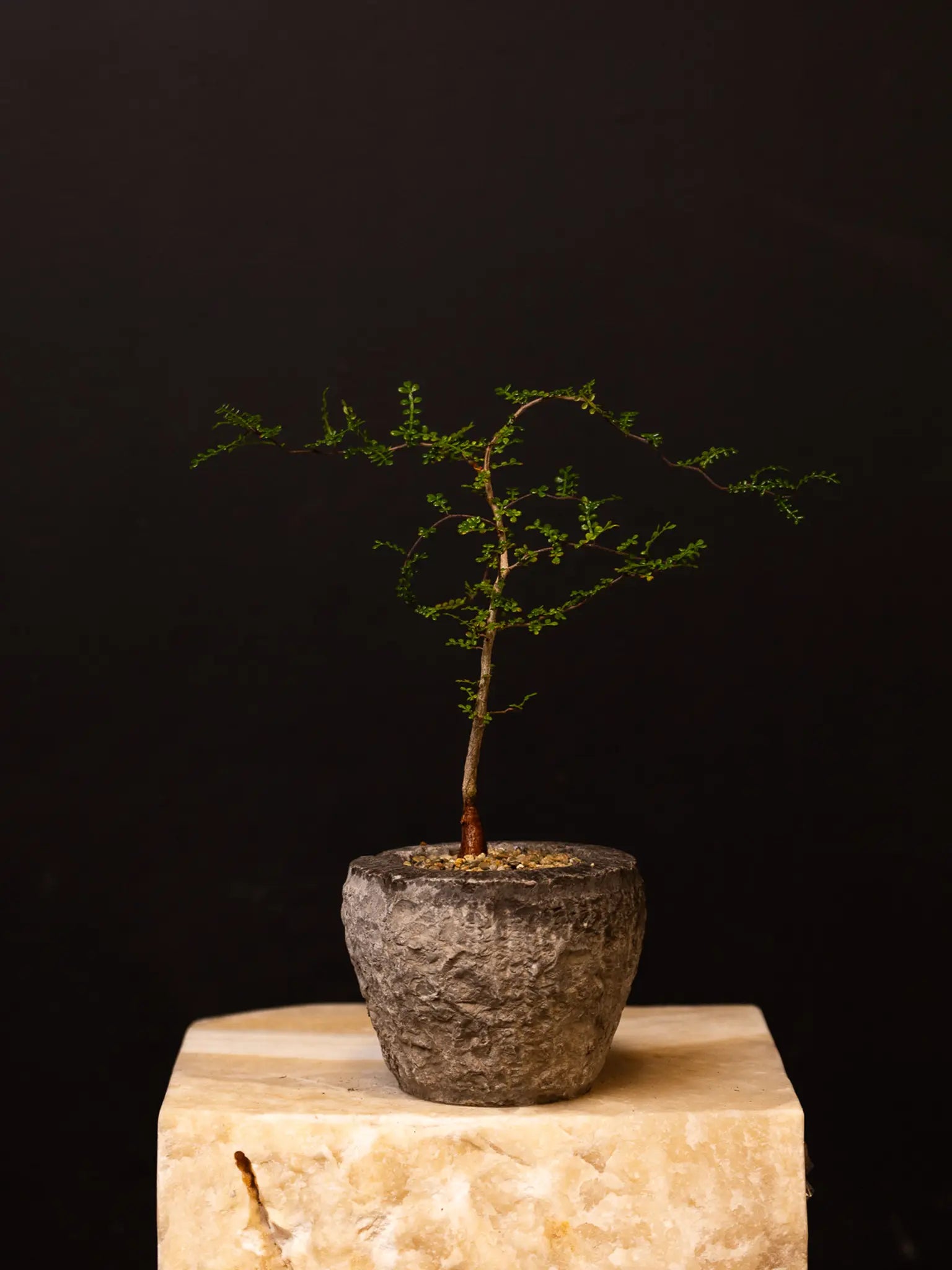 Baby Daddy Operculicarya Decaryi