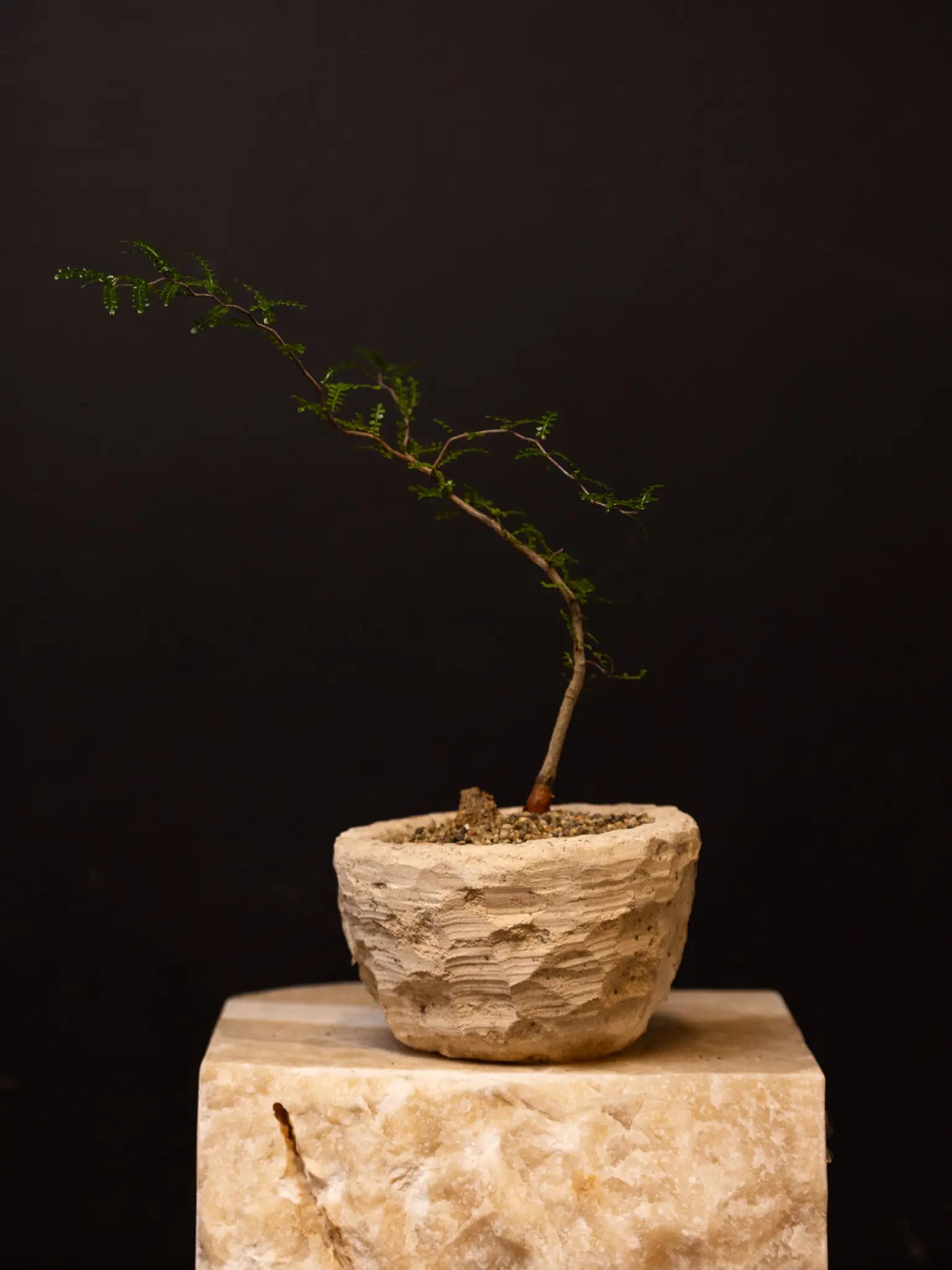 Baby Daddy Operculicarya Decaryi