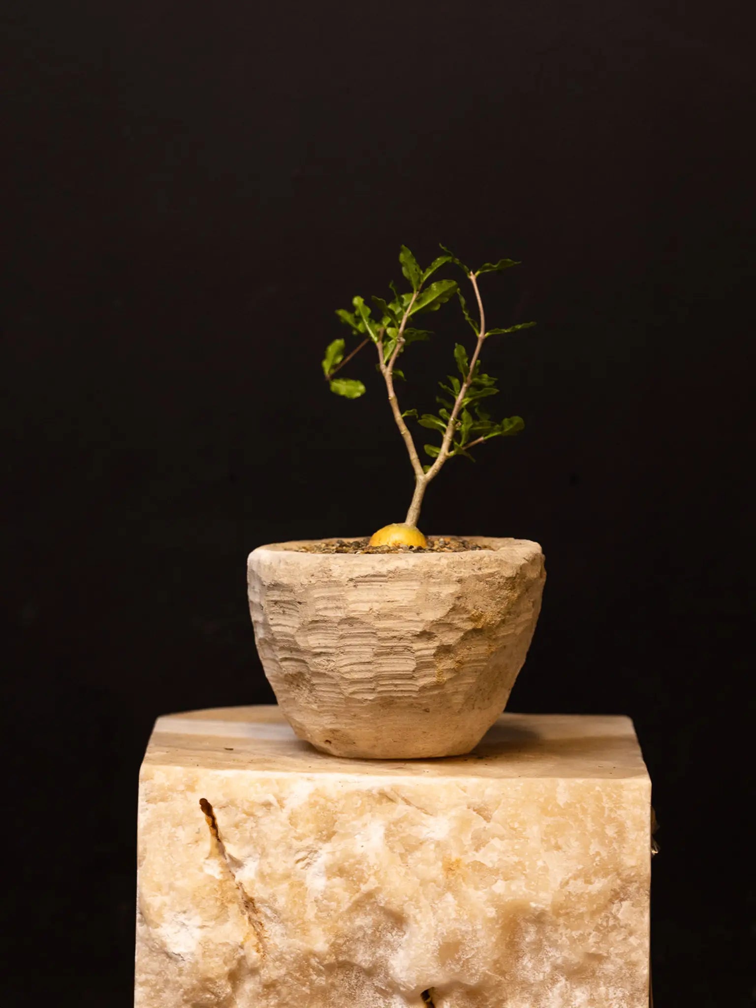 Baby Daddy Fockea Crispa