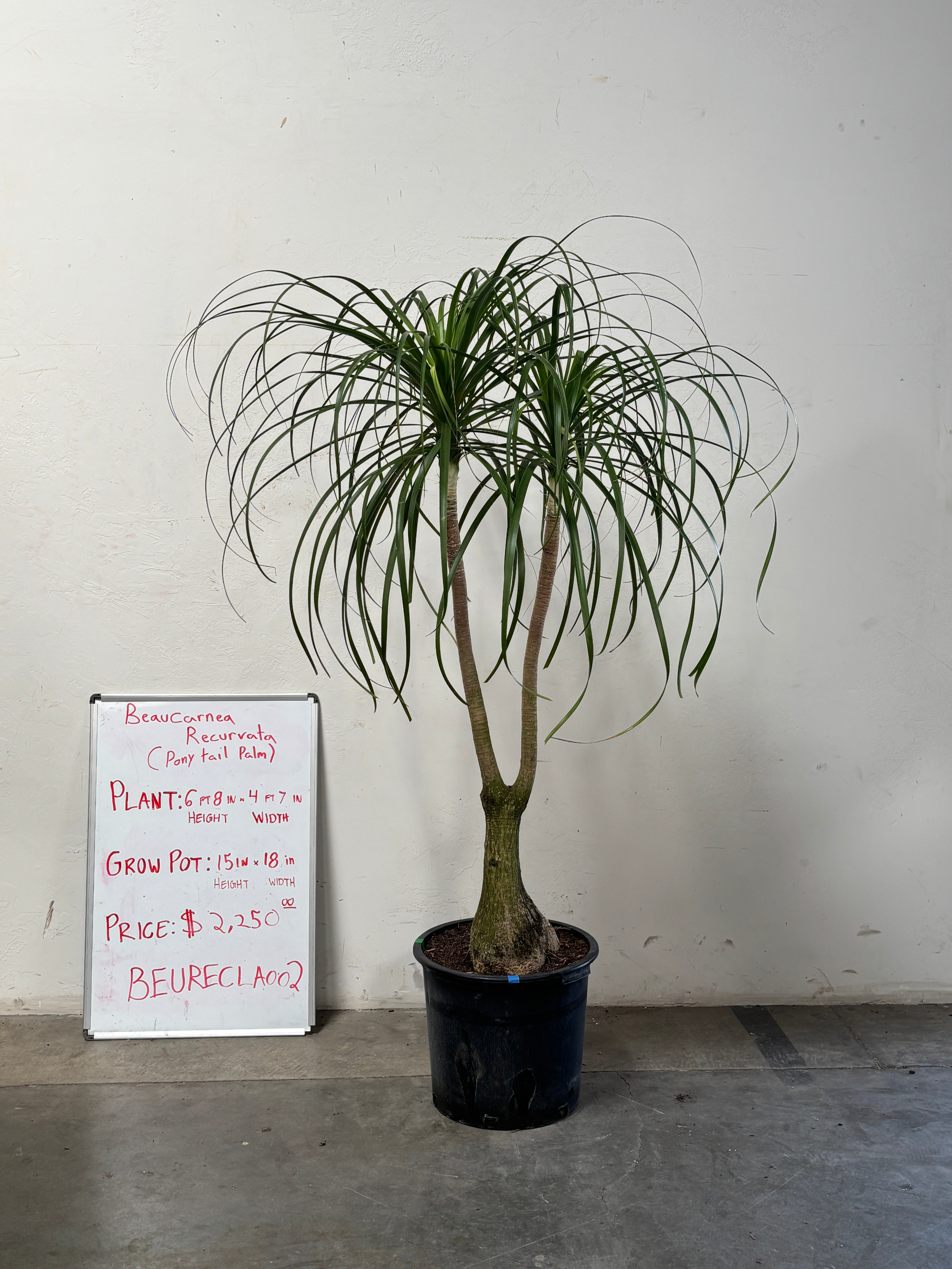 Beaucarnea Recurvata BEAURECLA002