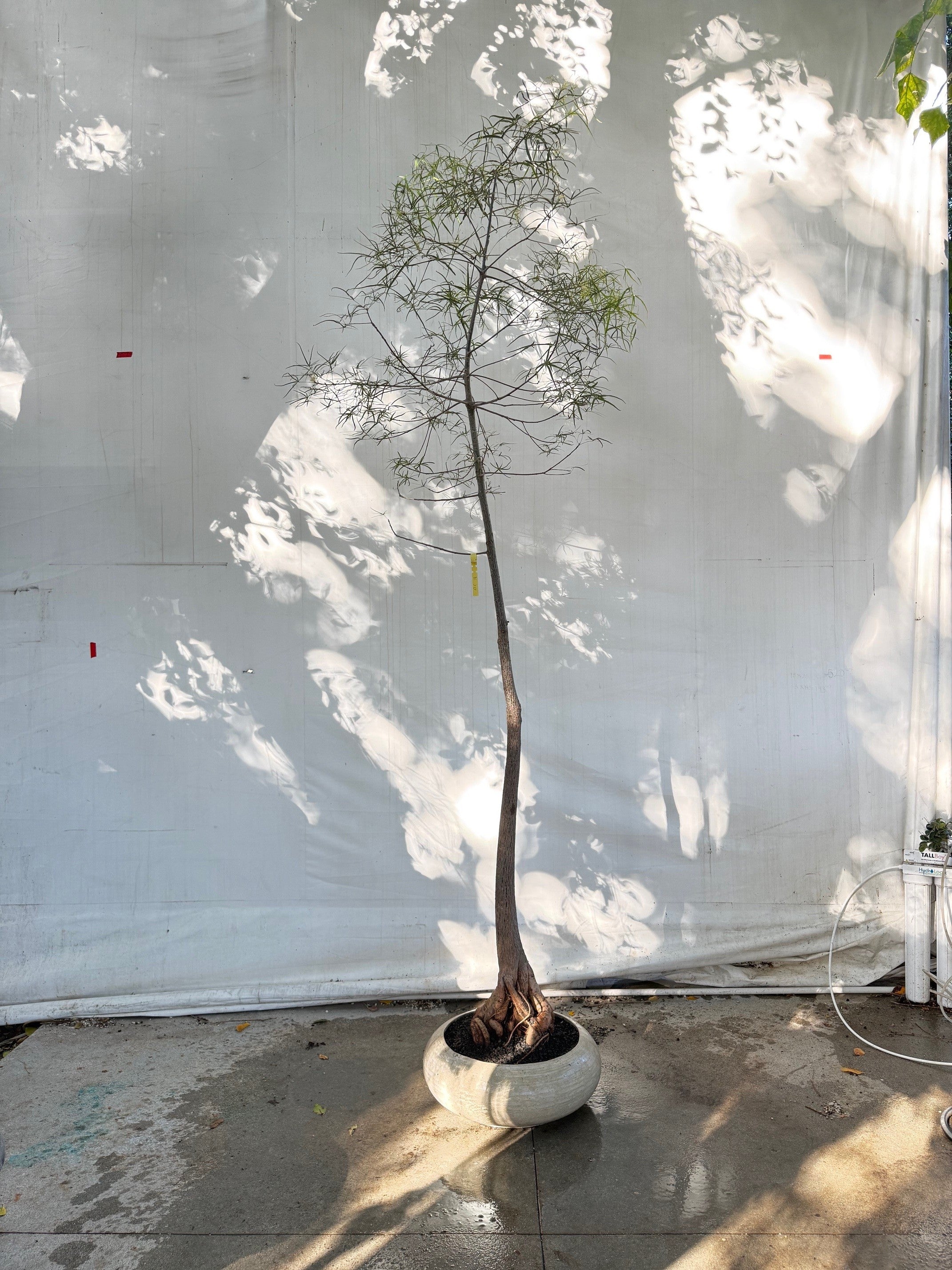 Concrete Low Bowl with Brachychiton Rupestris P02750PO900