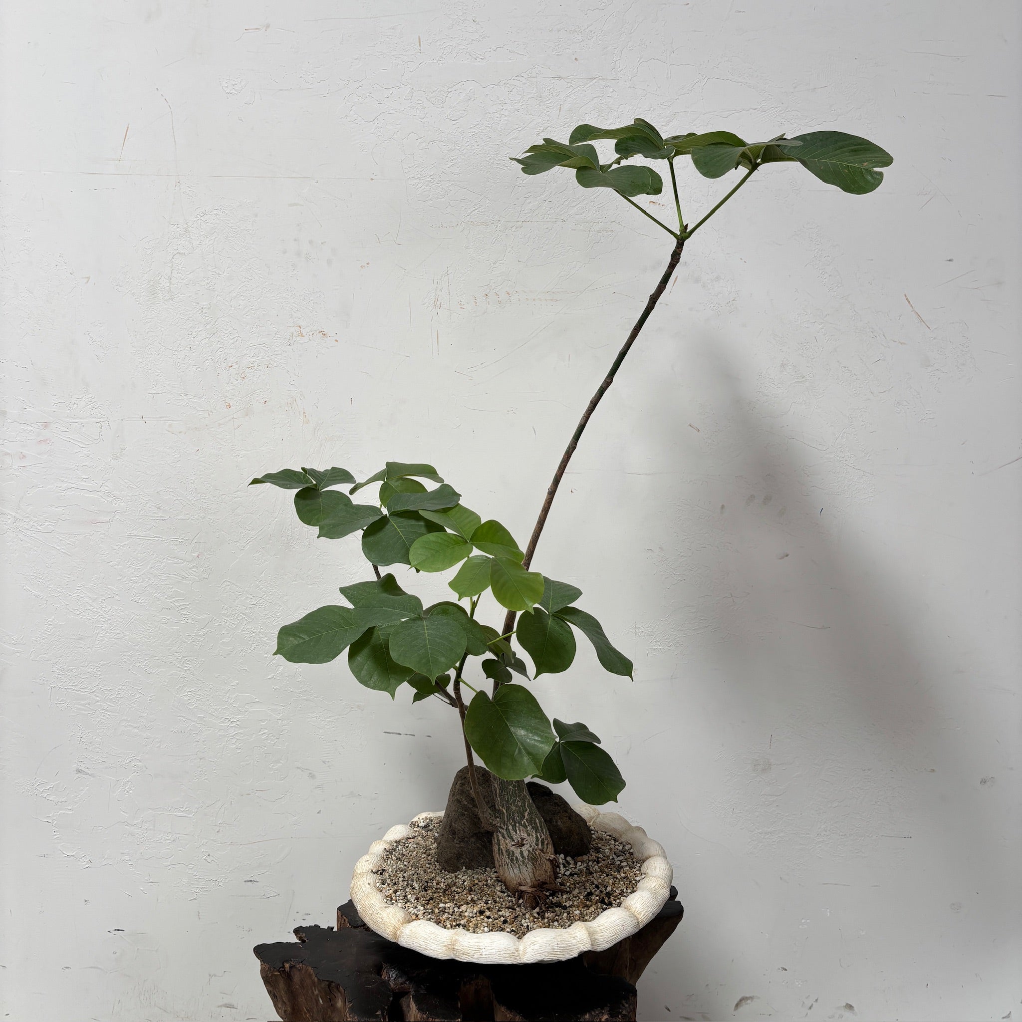 Shaving Brush Tree (Pseudobombax elipticum) + Turkish Birdbath