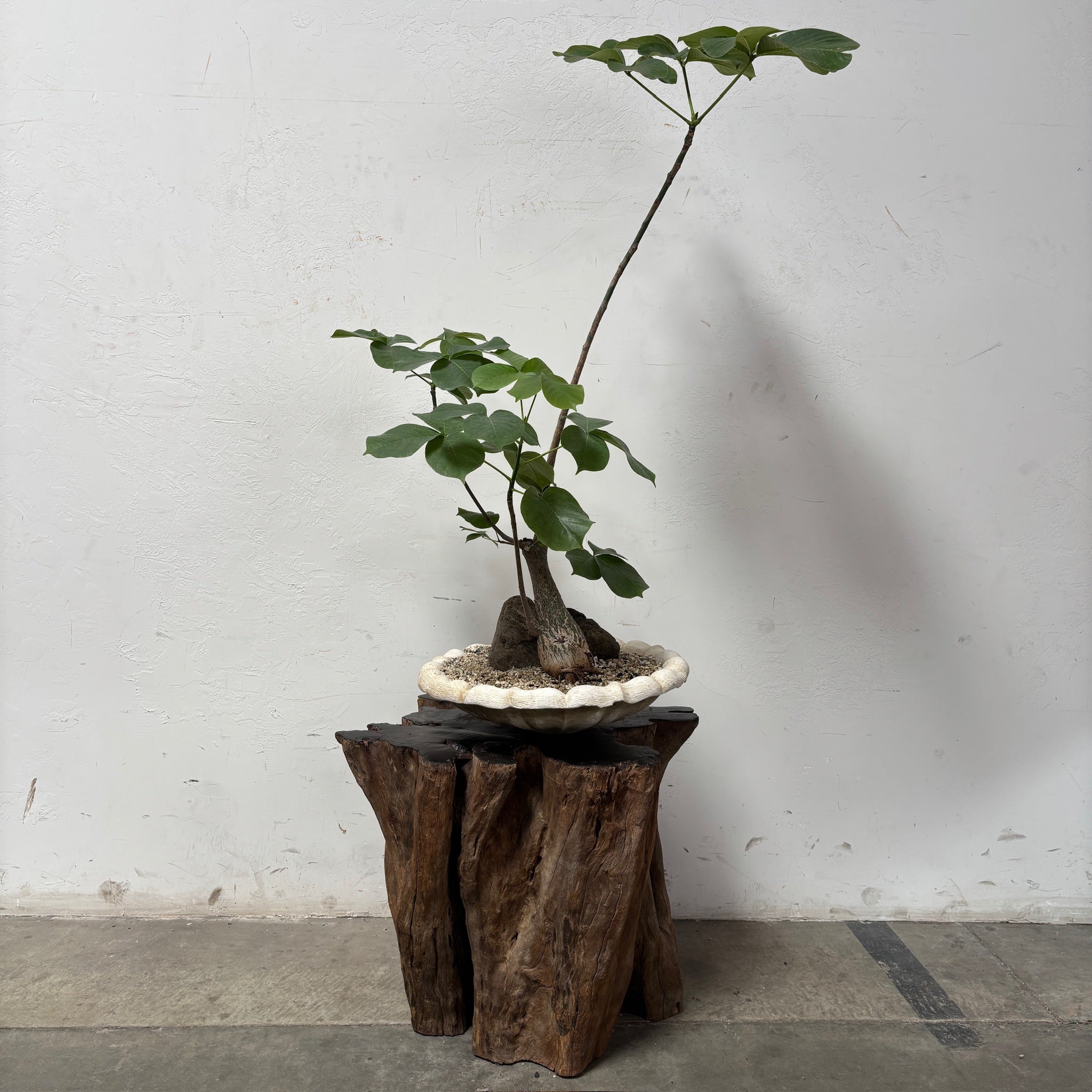Shaving Brush Tree (Pseudobombax elipticum) + Turkish Birdbath
